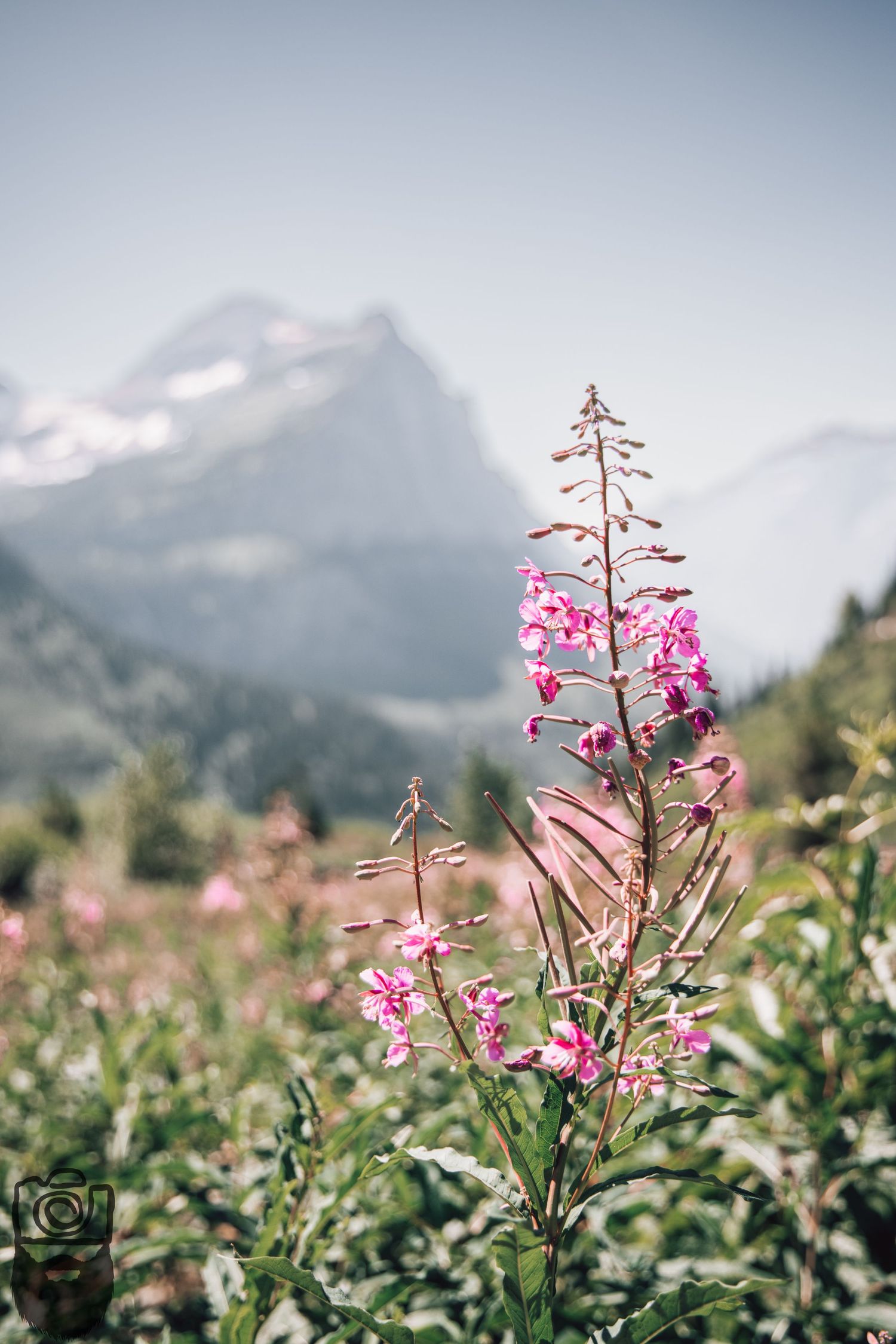 Pink fireweed flowers bloom against a backdrop of misty mountain peaks.