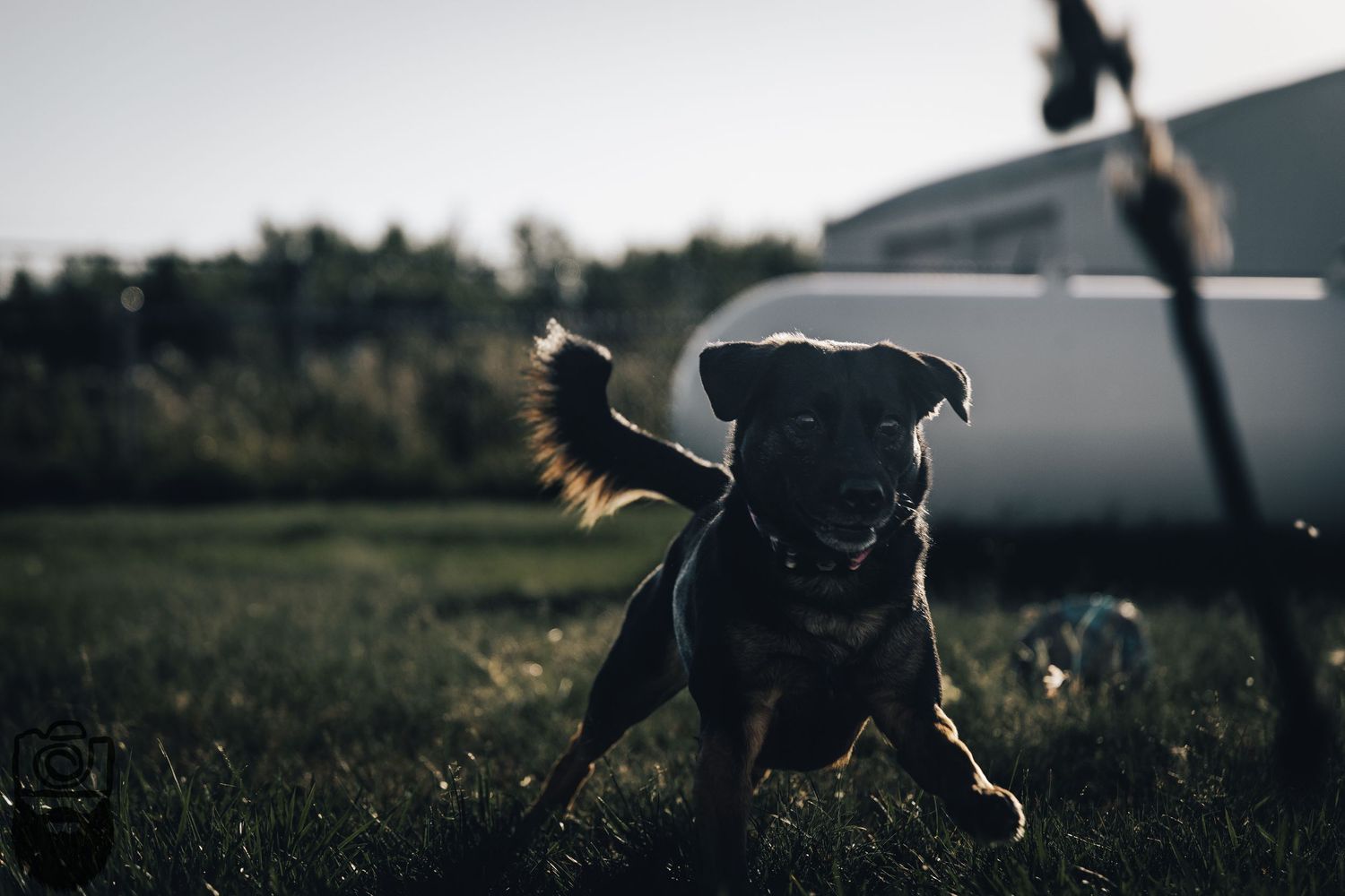 Silhouettes of dogs playing near wind turbine components in a field at dusk.