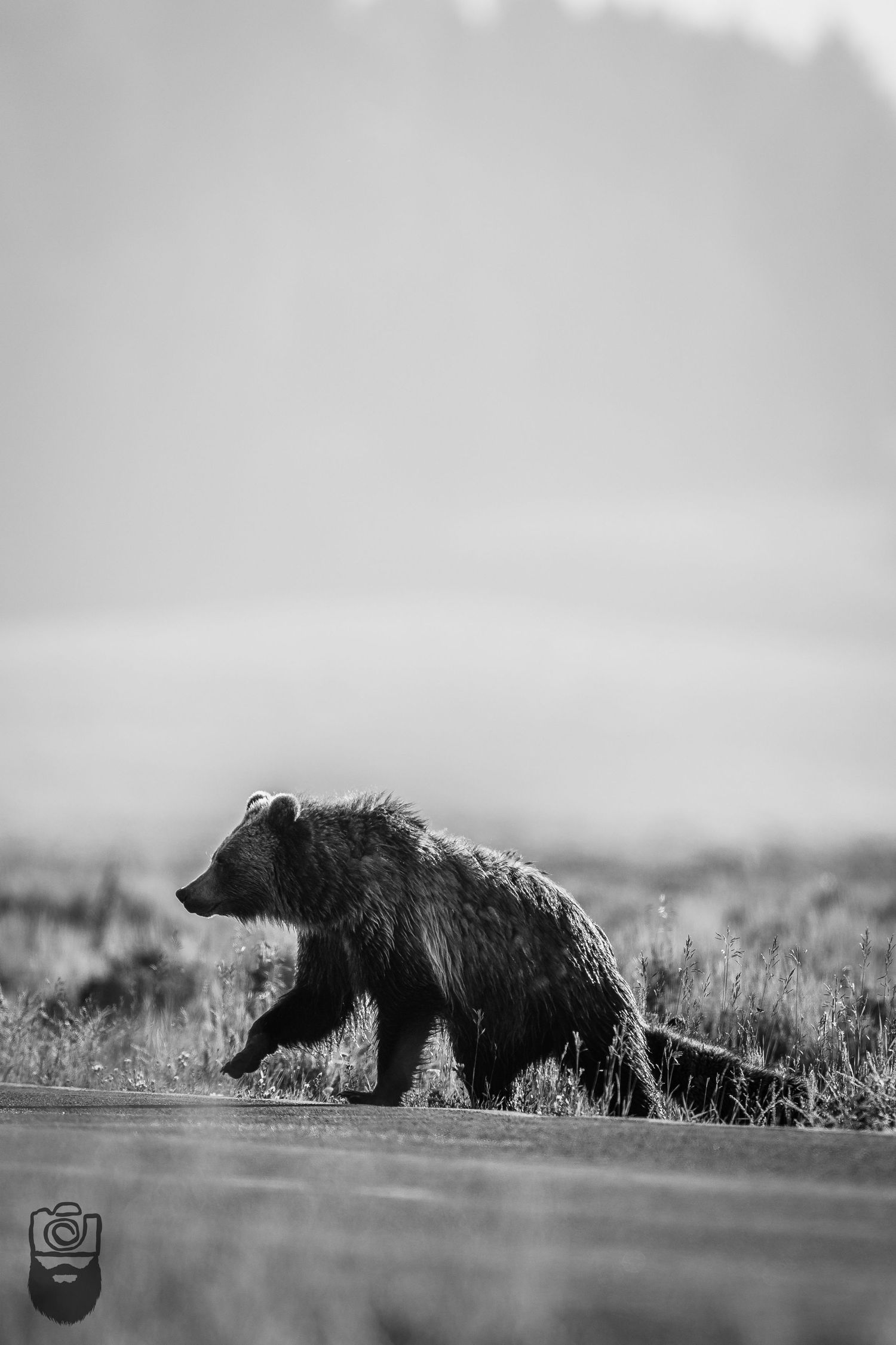 Three black bears walking through misty grassland in a panoramic black and white nature scene.