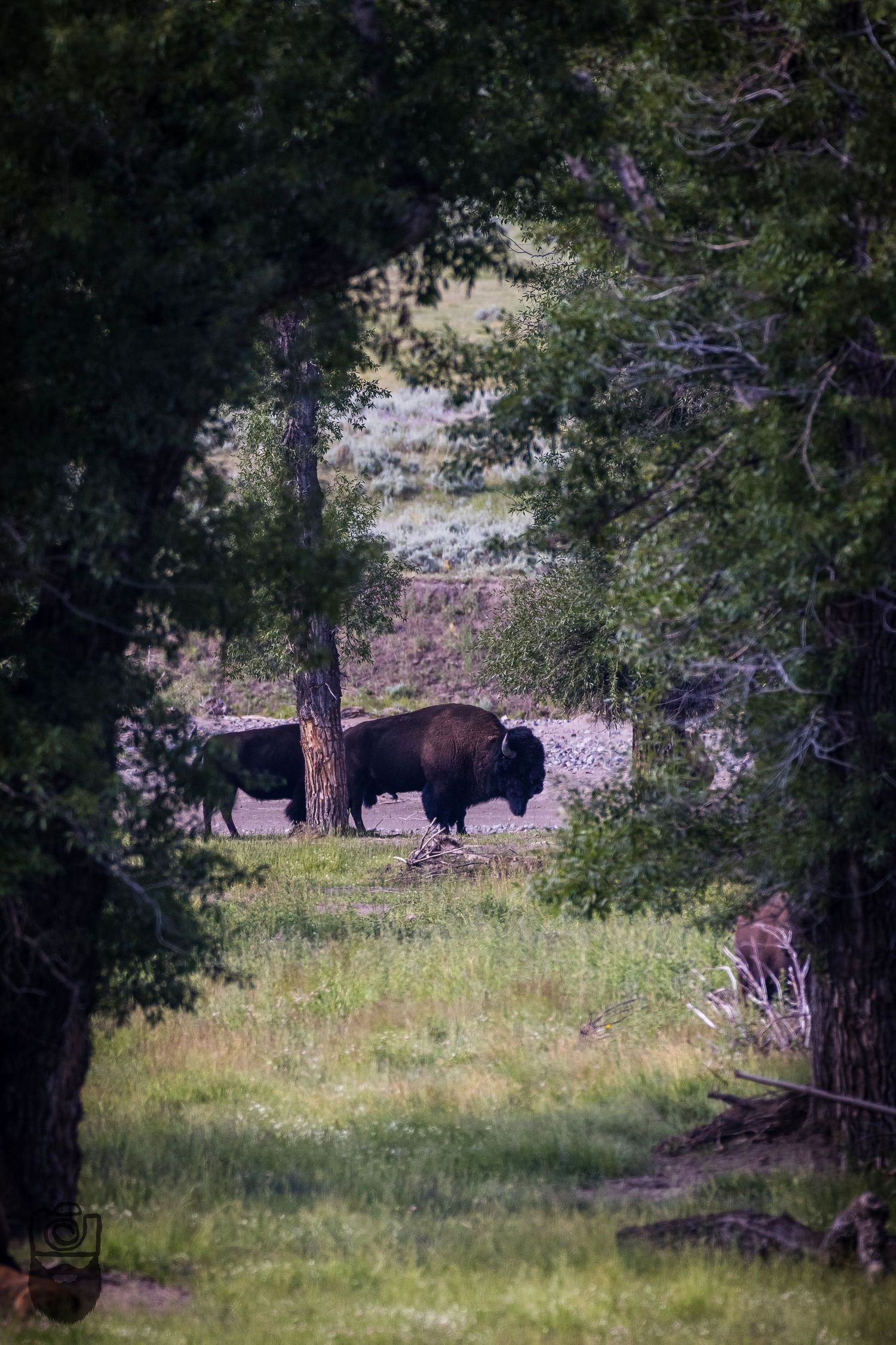 Silhouettes of bison graze in a meadow at the edge of a forest.