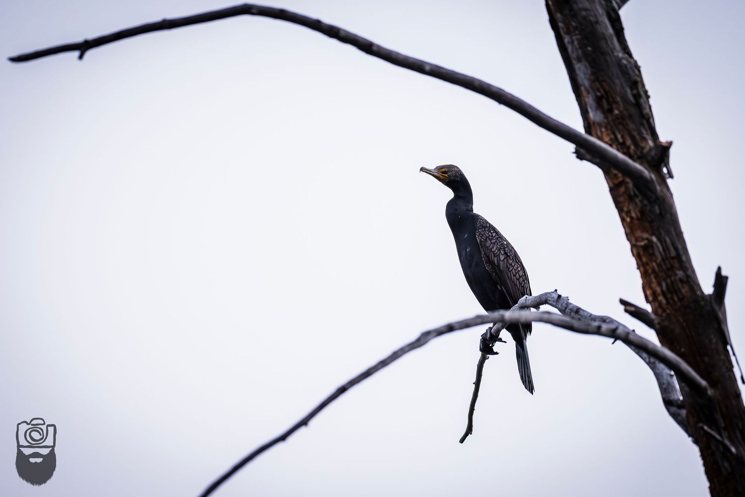 Birds resting on stark winter tree branches in minimalist black and white composition.