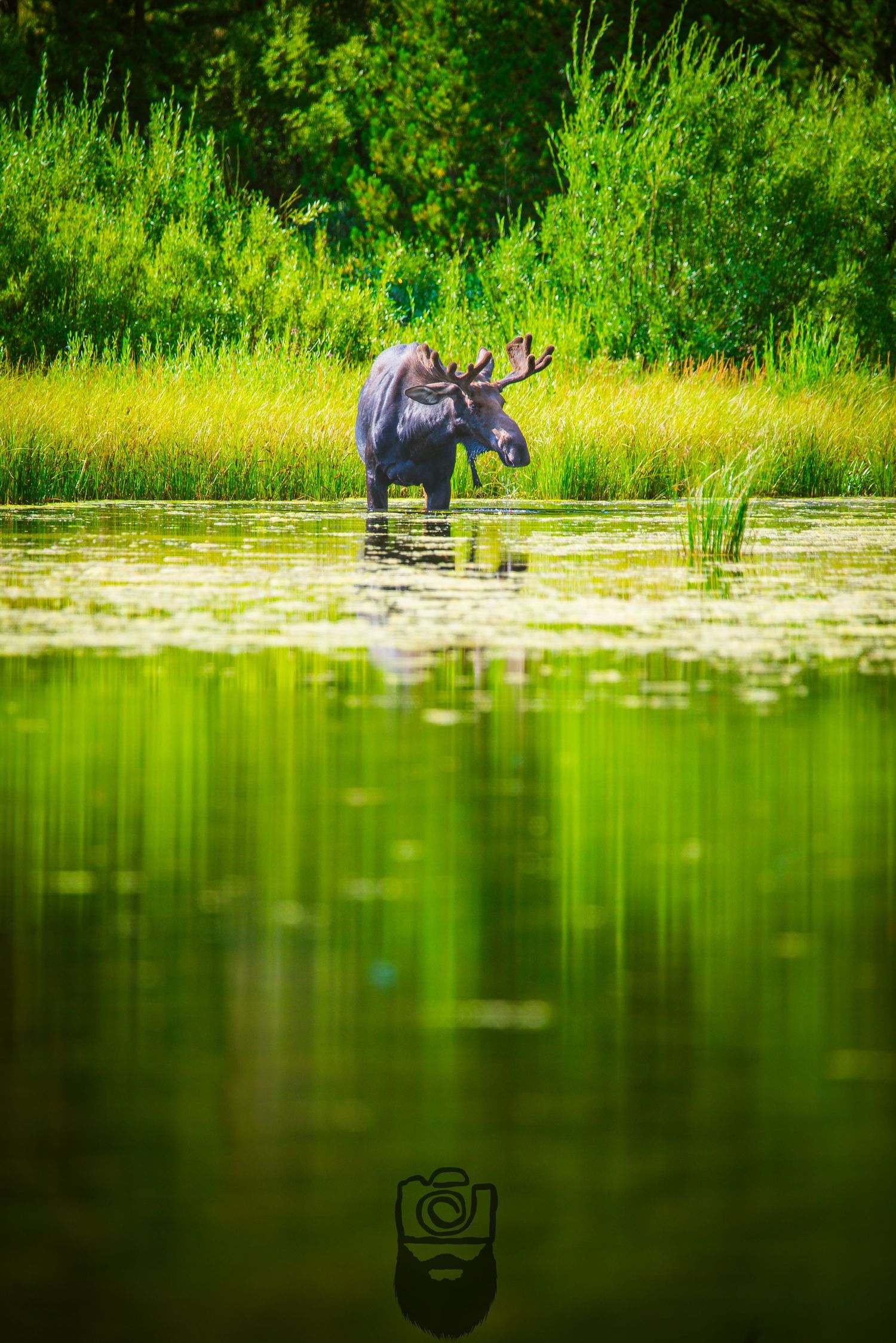 Moose wading in a green pond surrounded by lush summer vegetation.