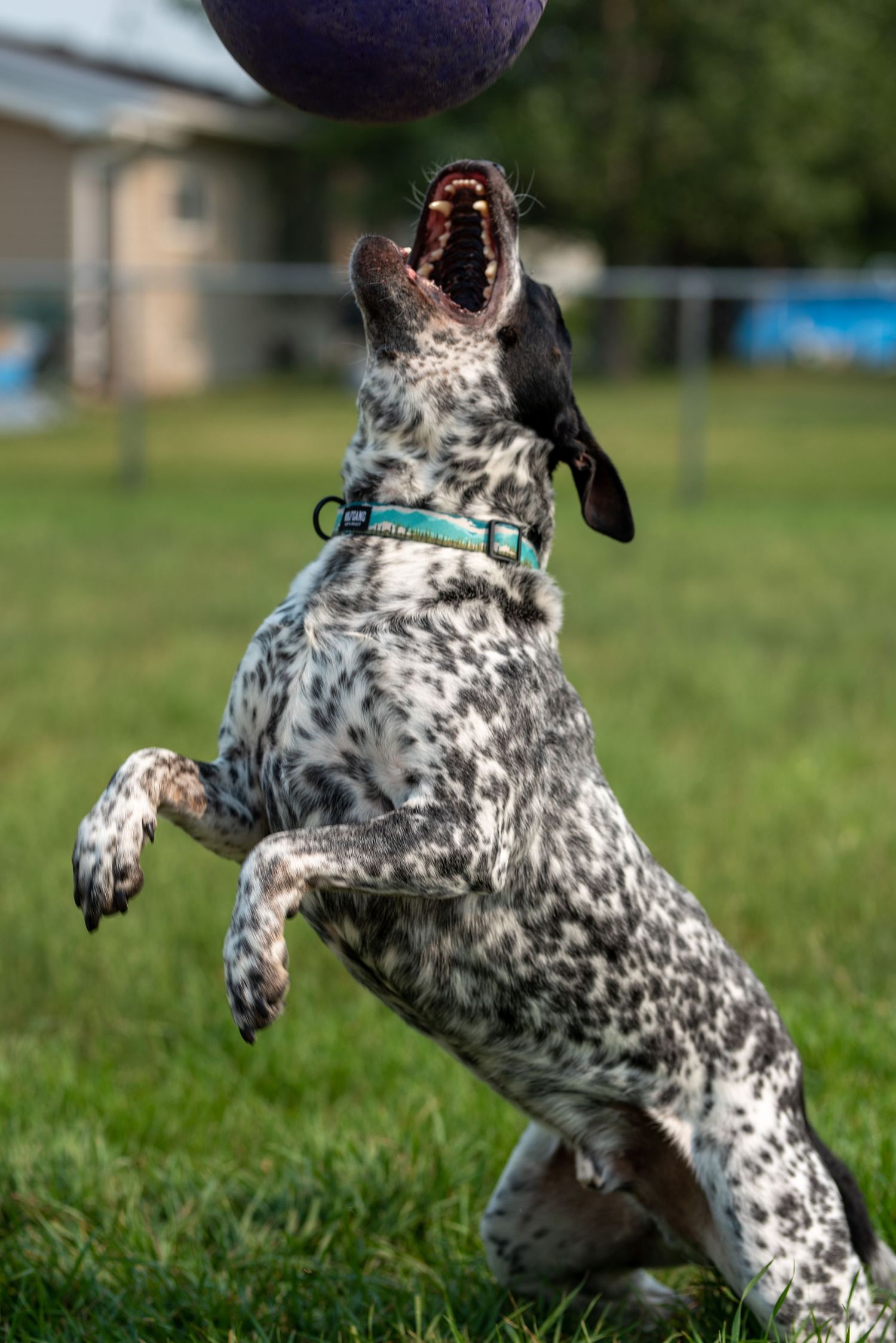 Spotted dog leaping to catch purple ball in mid-air over green grass.