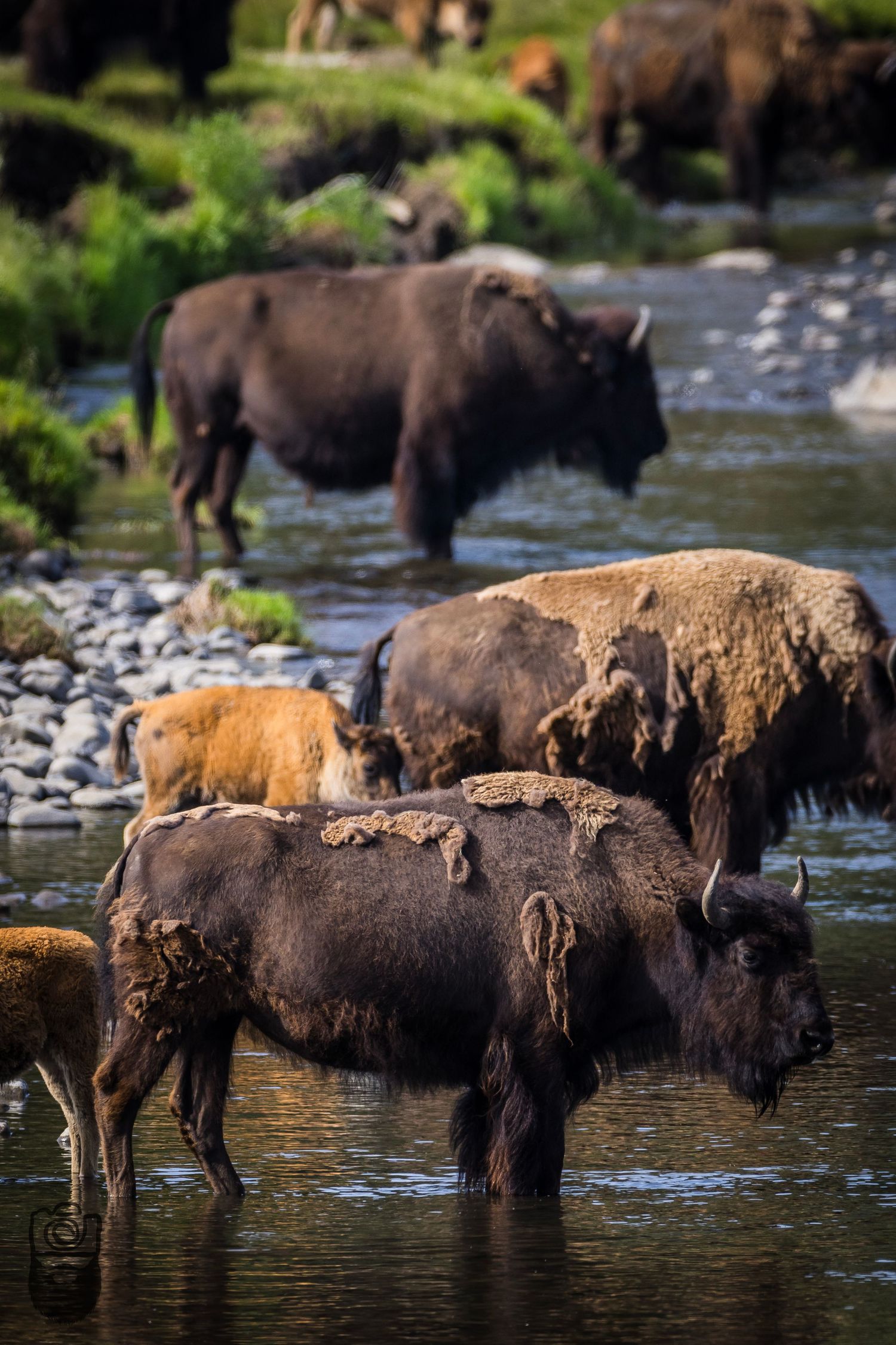 A herd of bison cool off while standing in a rocky river stream.