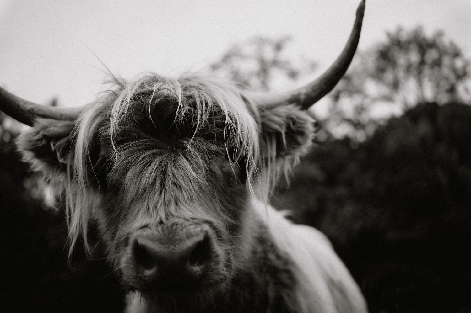 Close-up view of Highland cattle's horns and fur in dramatic lighting.