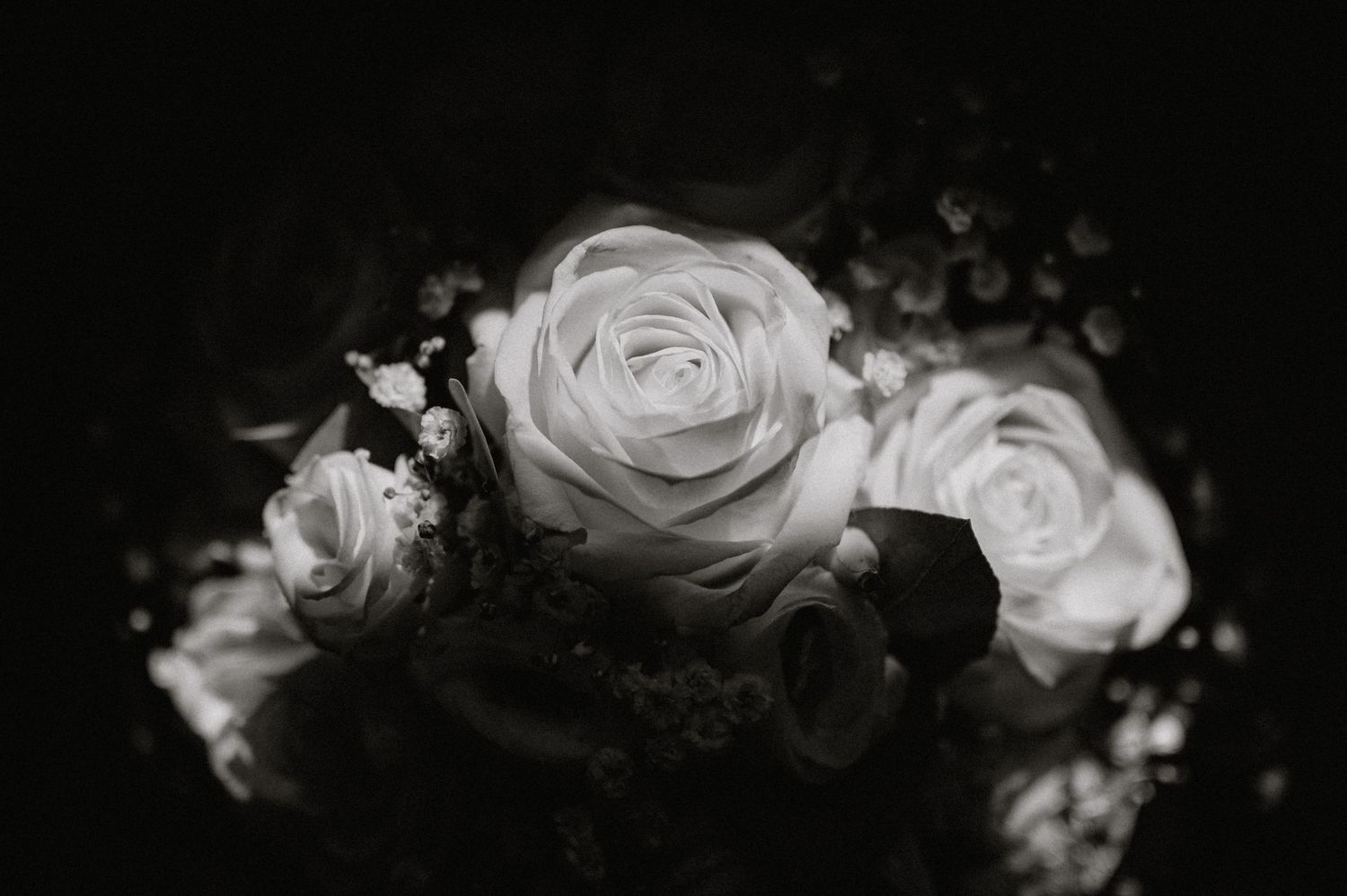 Black and white artistic photograph of white roses with soft focus.