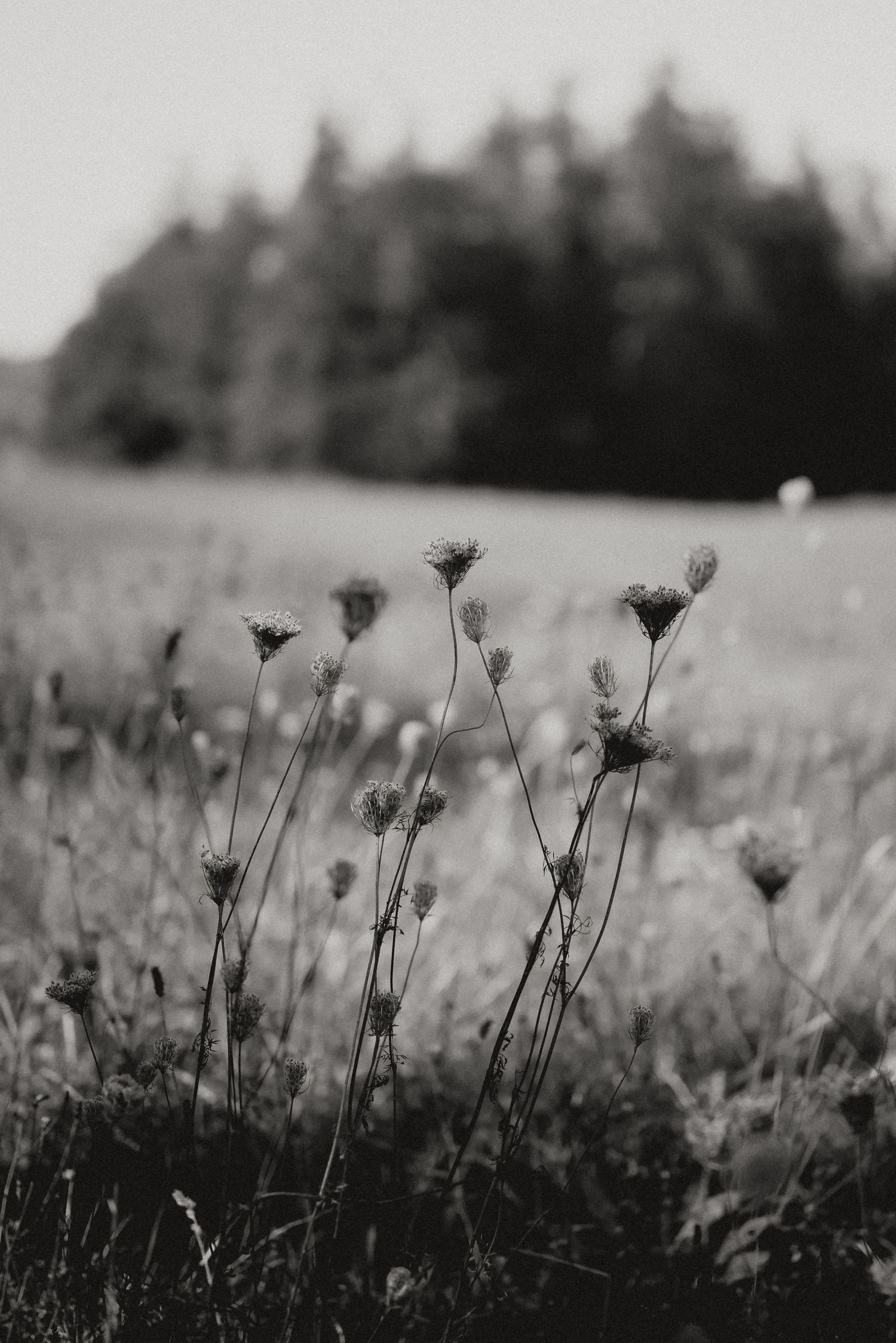 Black and white wildflower field with delicate stems against blurred background.