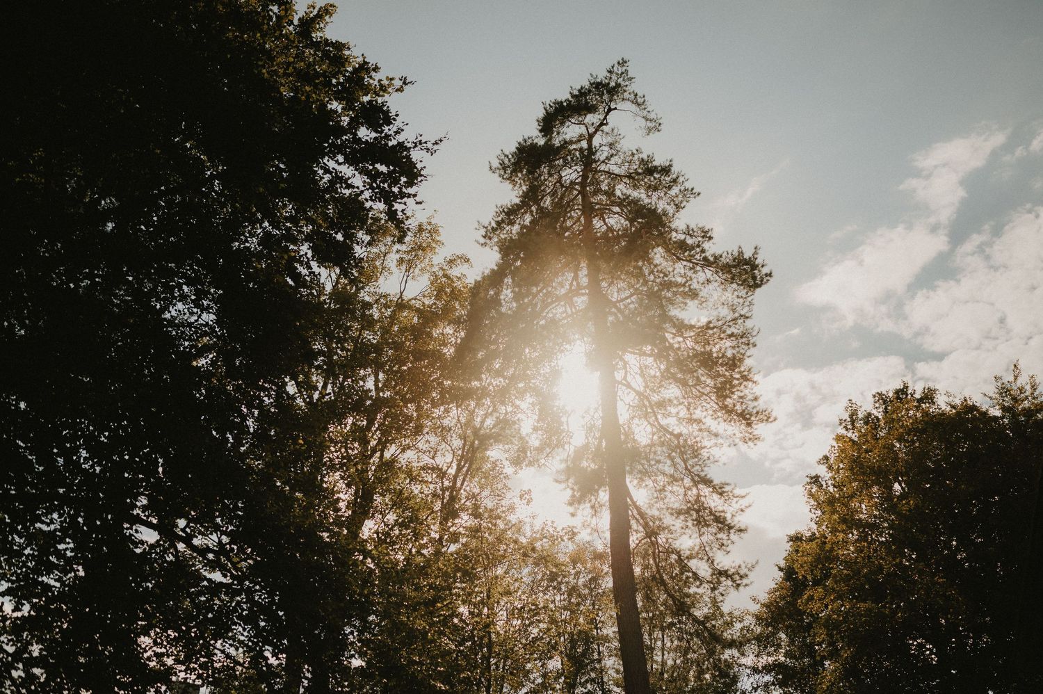 Sunset through trees creates golden light over outdoor wedding venue.