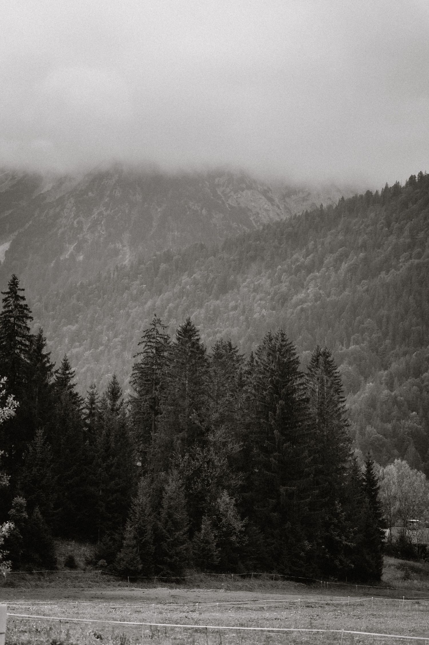 Misty mountain landscape with evergreen forest and snow-capped peaks.