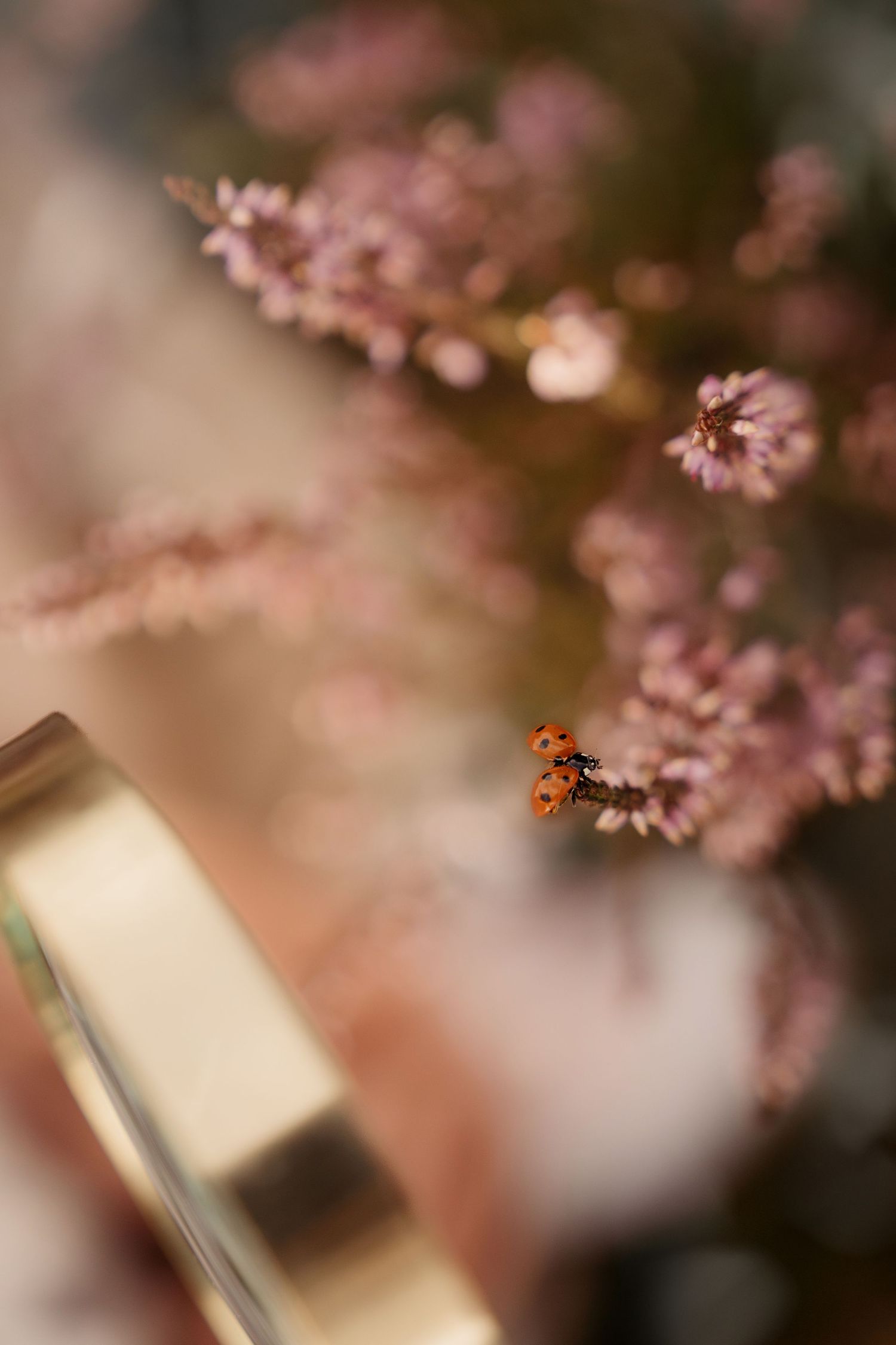 A tiny ladybird resting among soft pink blooms, noticed in a still, fleeting moment during storytelling photoshoot