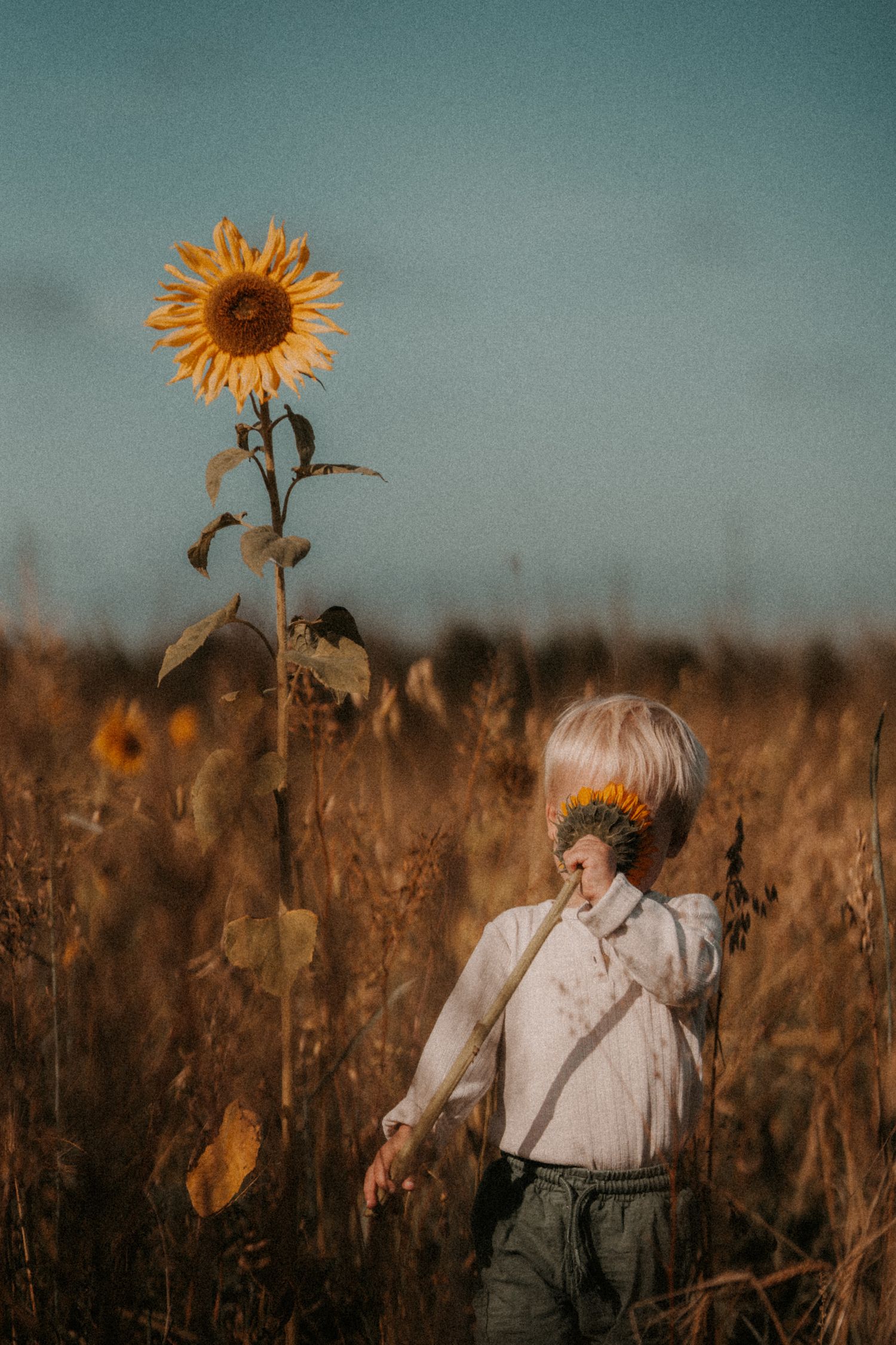 Child standing in a sunflower field during a quiet outdoor documentary childhood photoshoot in Rosliston