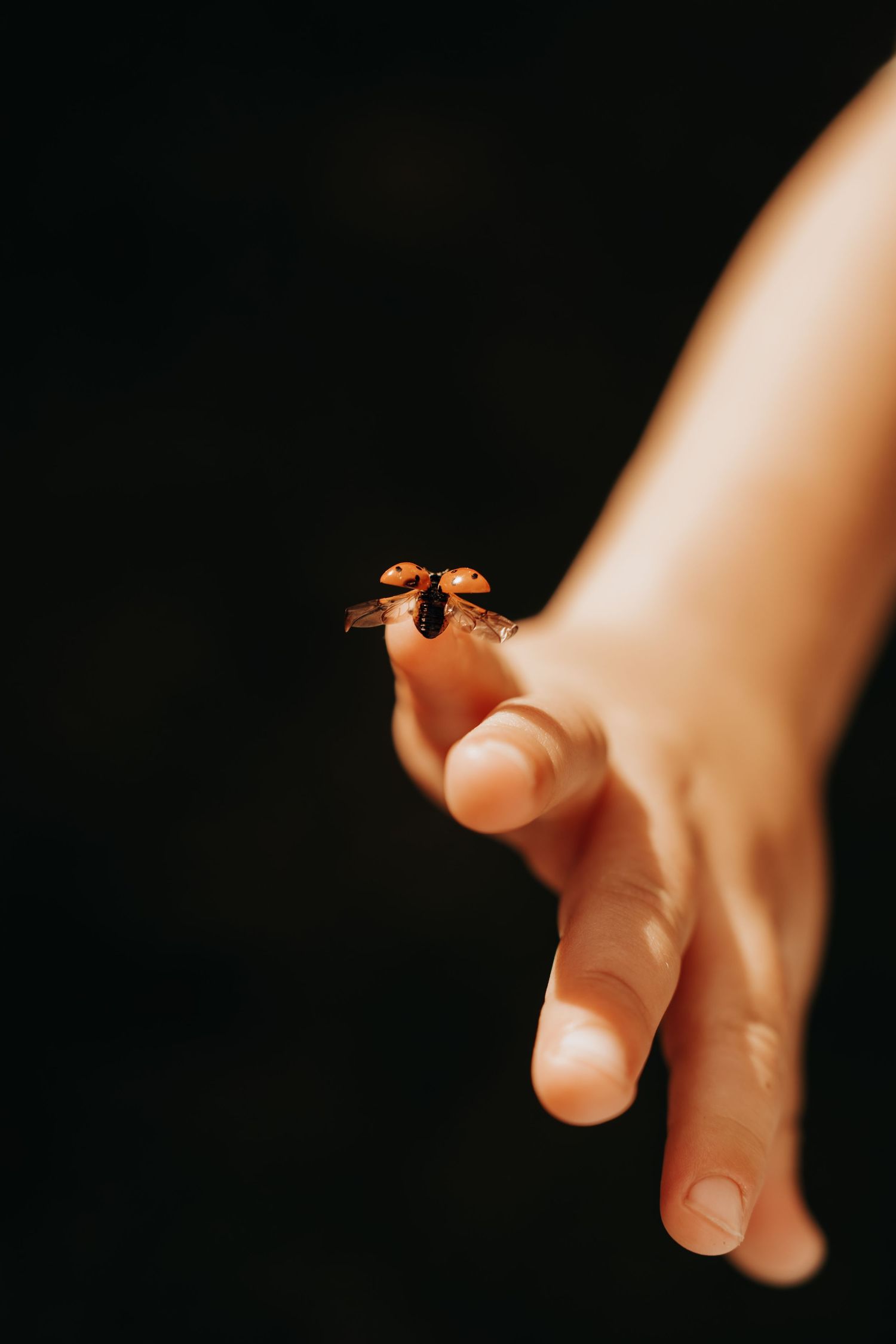 A ladybird resting on tiny fingers – nature-filled childhood moment captured with warmth.