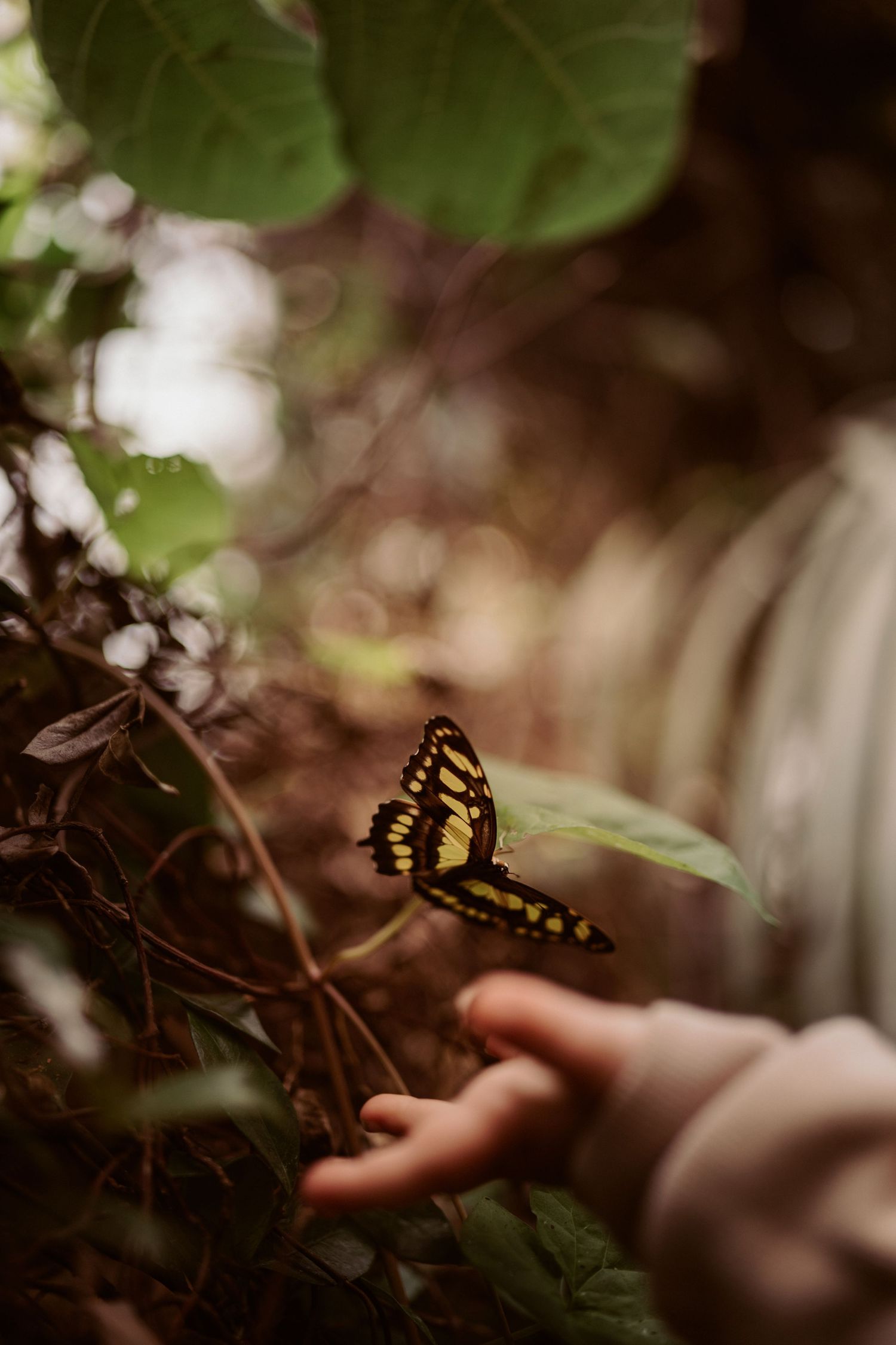 Child’s hand reaches toward a butterfly in soft woodland light, storytelling family photography