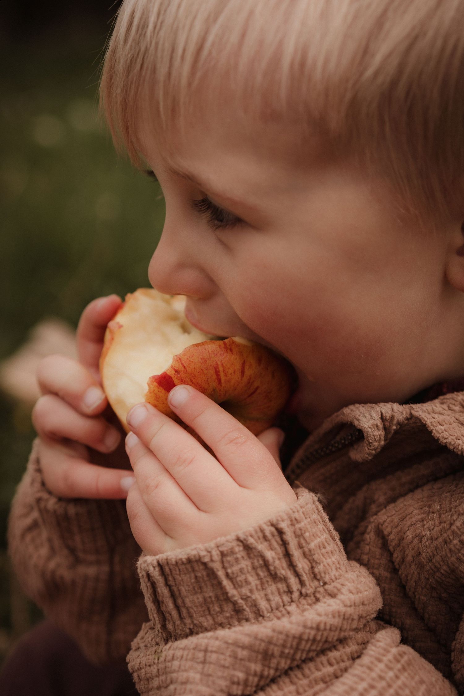 Little boy takes a big bite of an apple during a cozy autumn childhood storytelling session in Melbourne