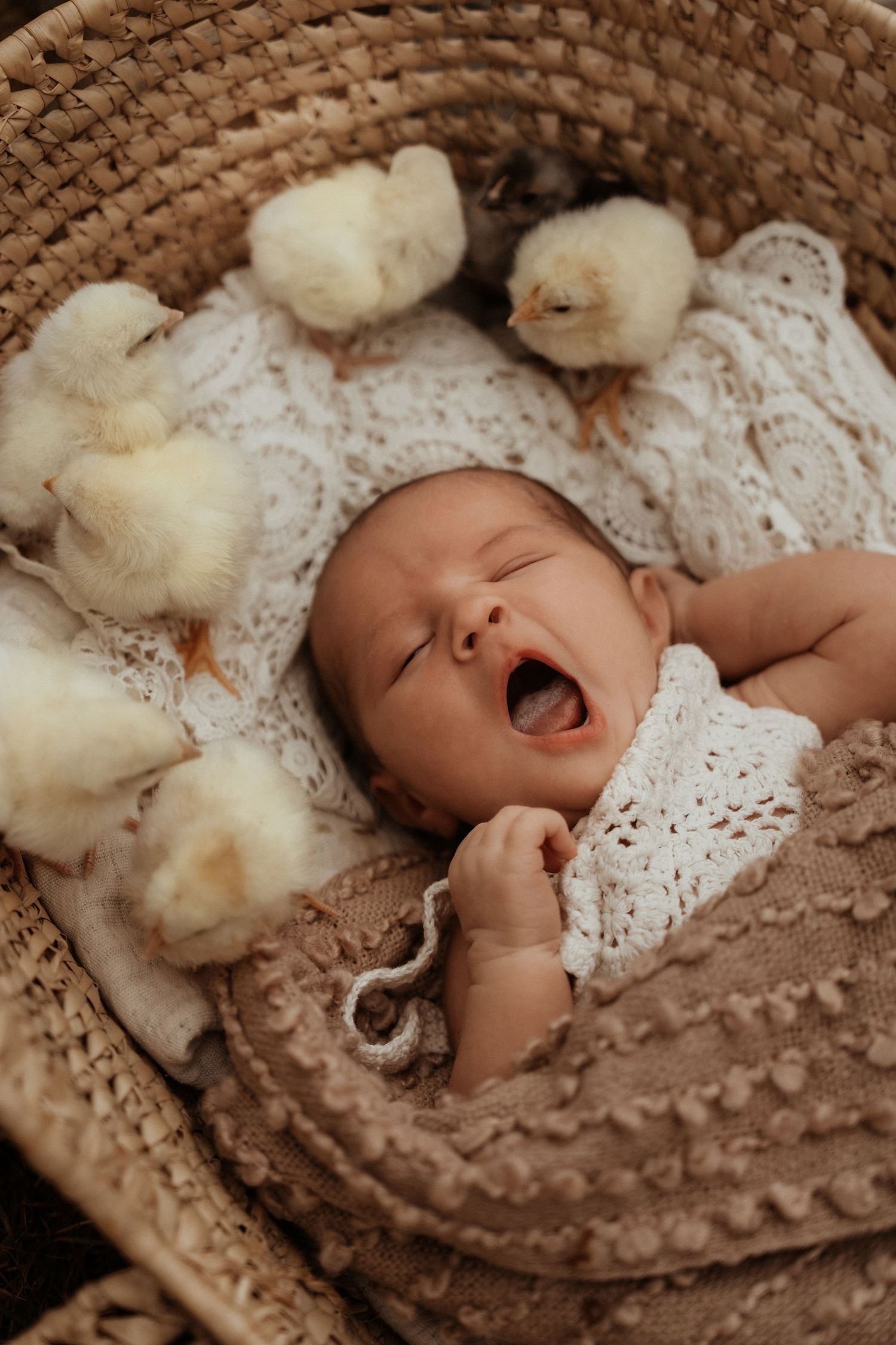 Newborn lying in a basket surrounded by fluffy chicks during a natural light lifestyle newborn session in Thurlaston