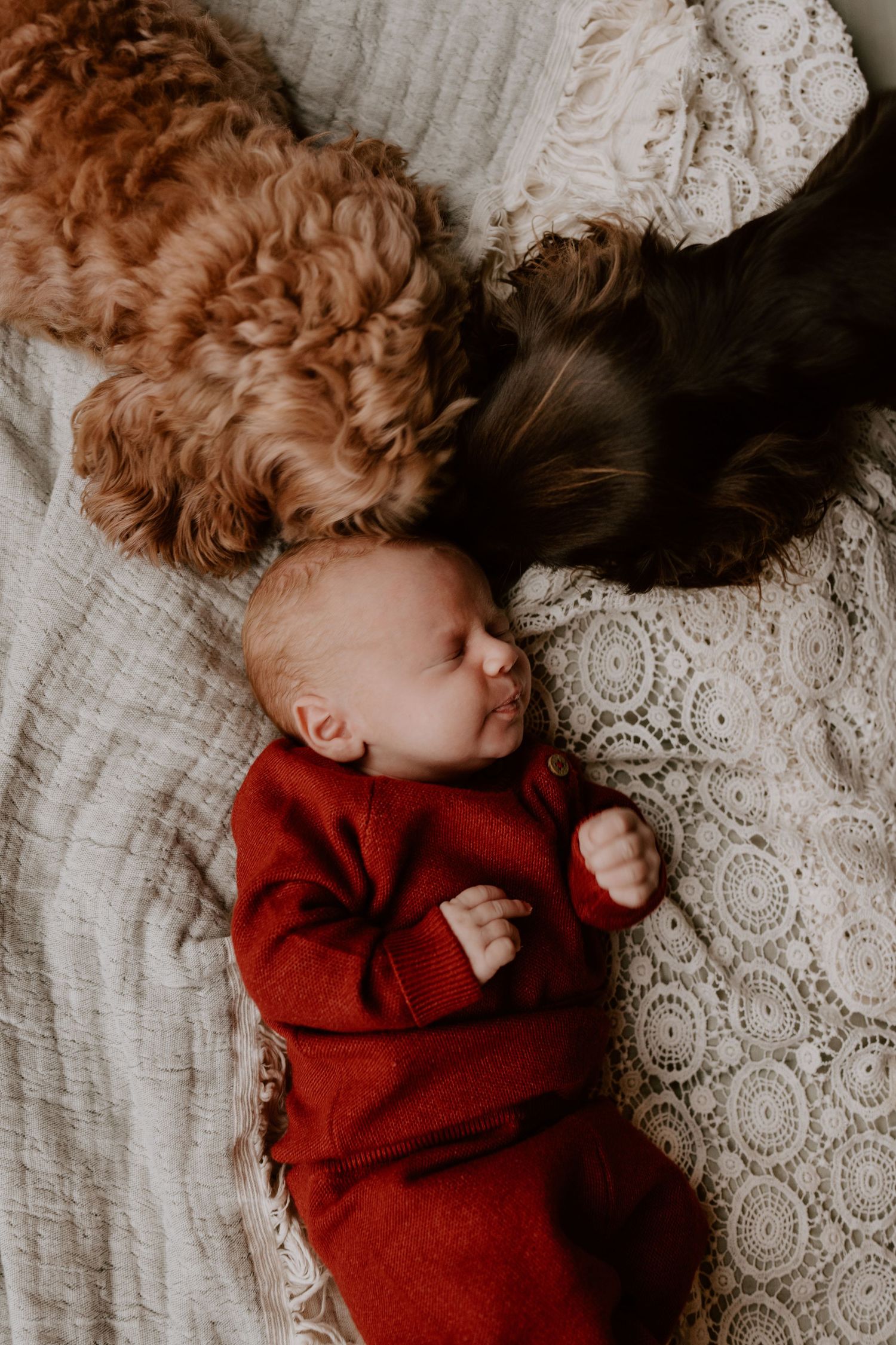 Newborn sleeping beside family dogs during a cosy lifestyle newborn photoshoot at home in Wodville