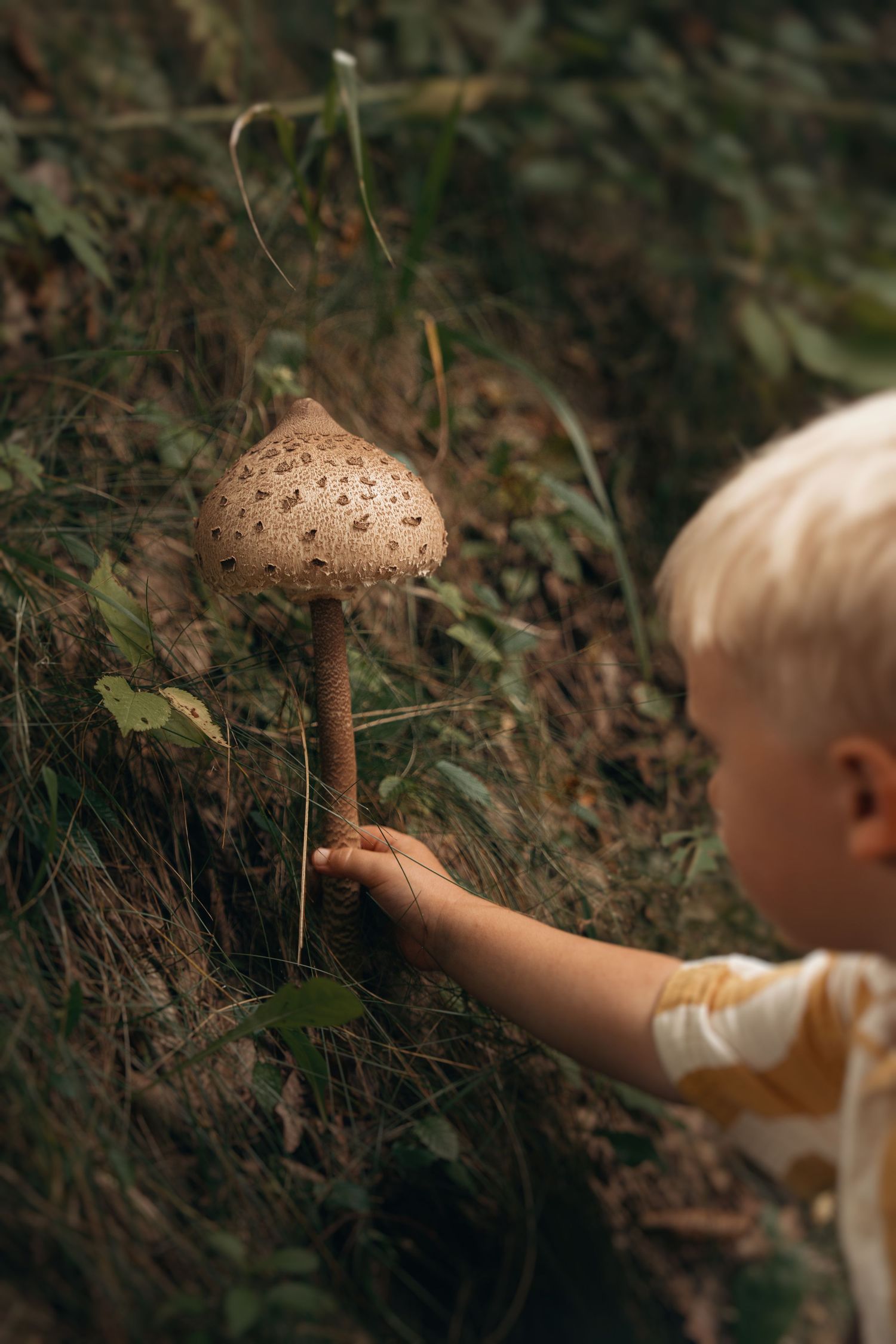 Little boy examines a wild mushroom on a woodland slope during a nature exploration photoshoot in Ashby de la Zouch