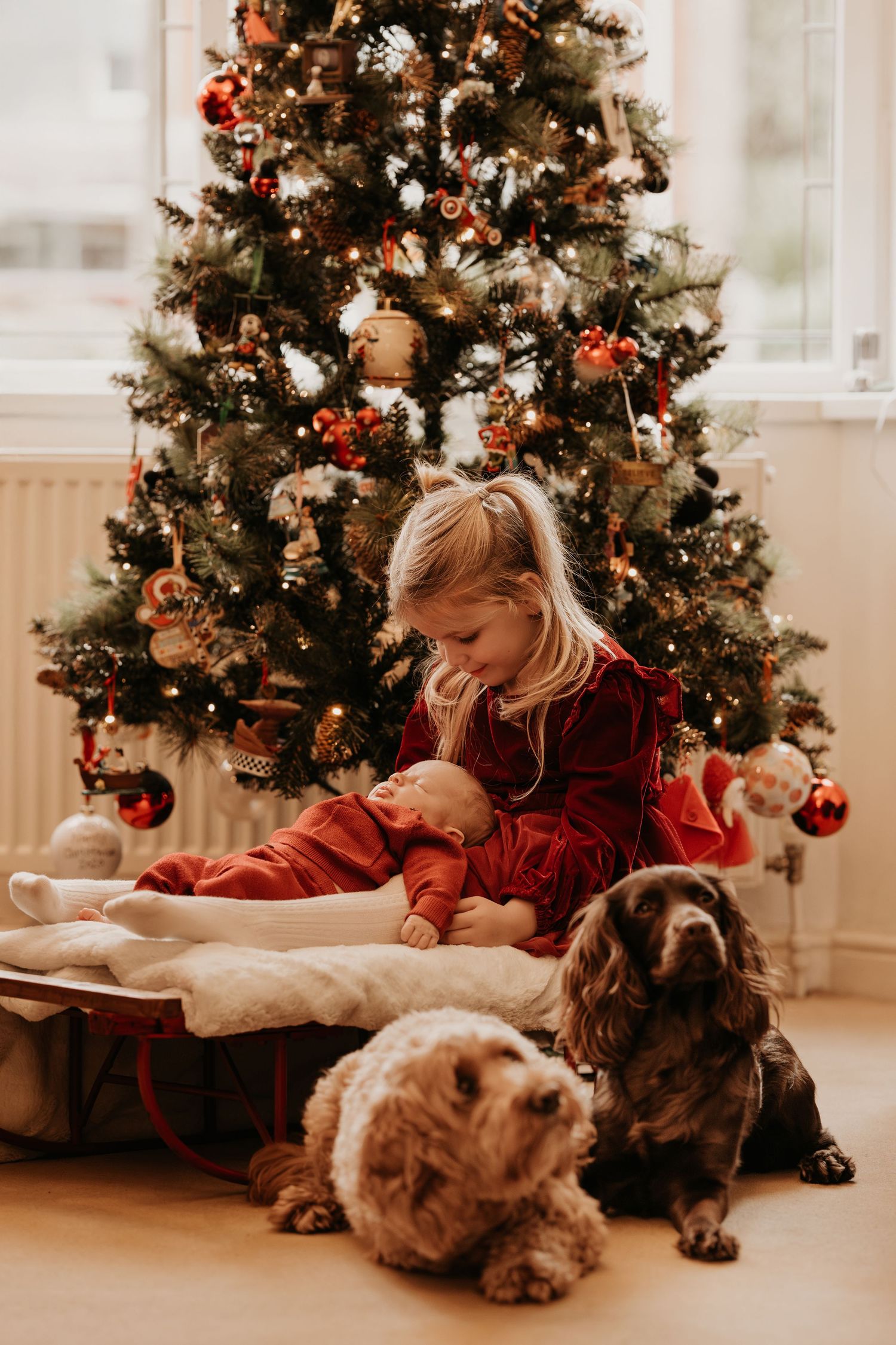 Child sitting by a Christmas tree with newborn with pets during a cosy lifestyle family photoshoot at home.