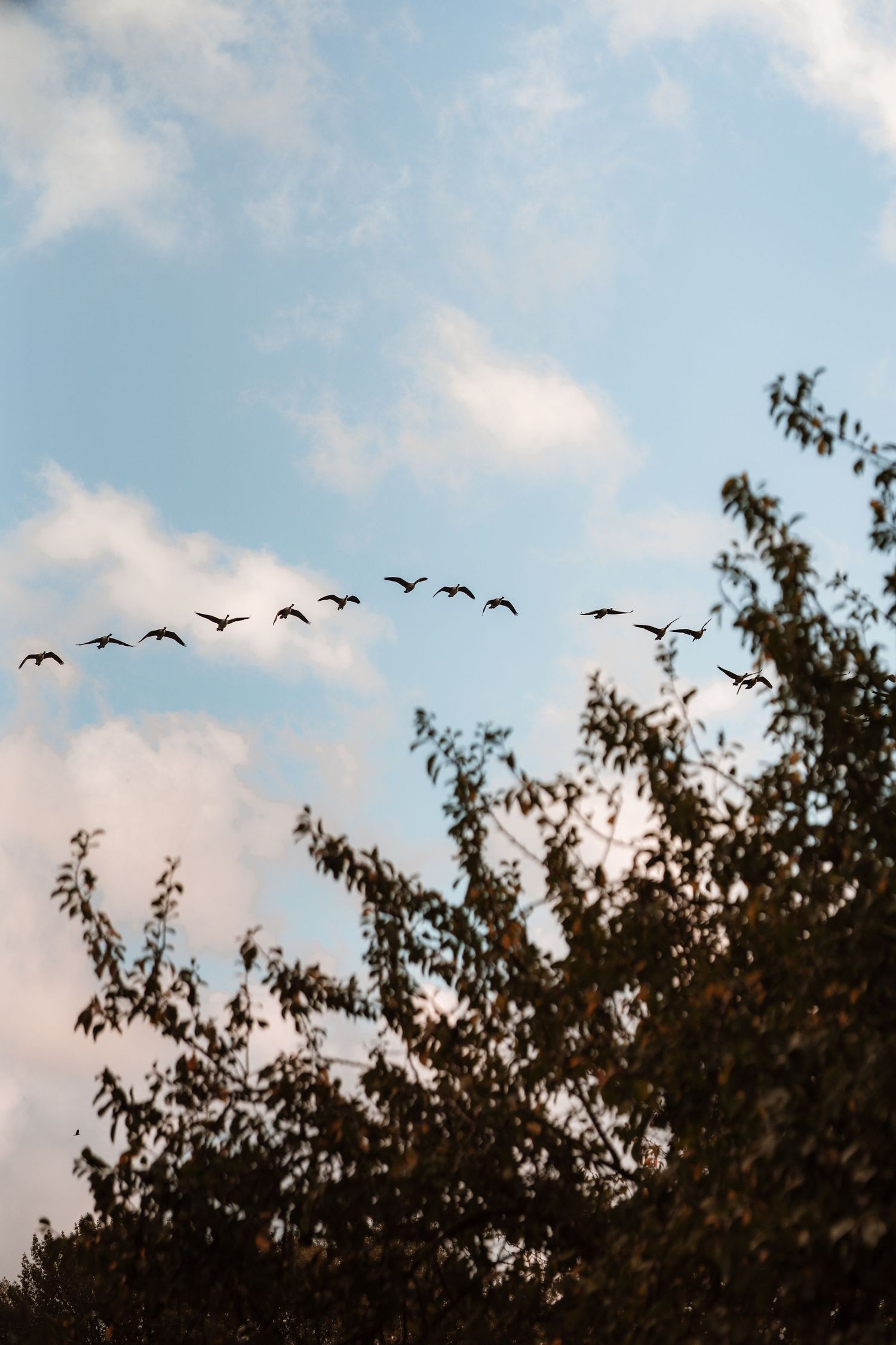 Birds fly above apple trees under a pastel sky during a peaceful autumn afternoon.