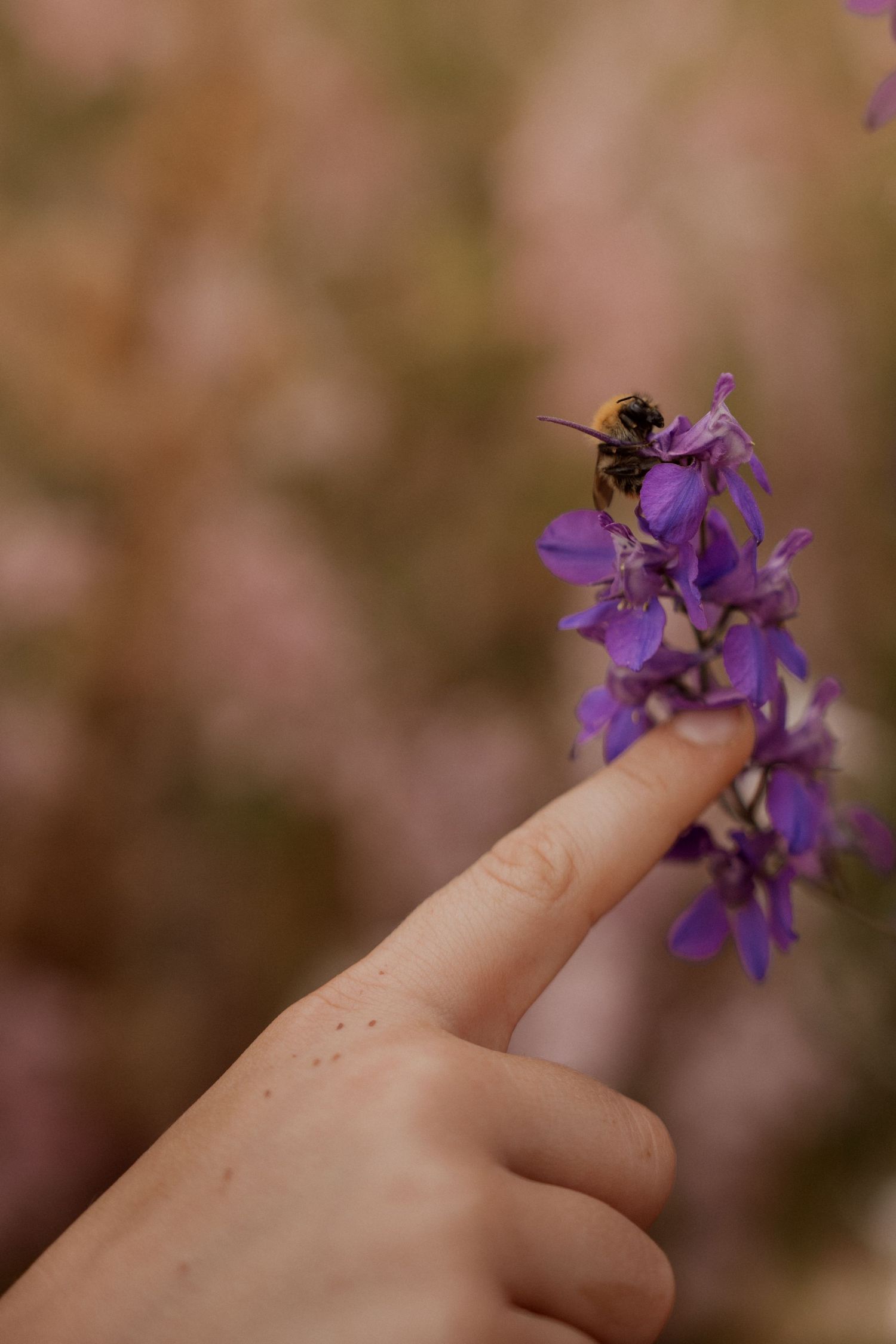 a close up of a finger touching delphinium flower in full bloom with a bumble bee on it, during Confetti Delphinium Field Photoshoot