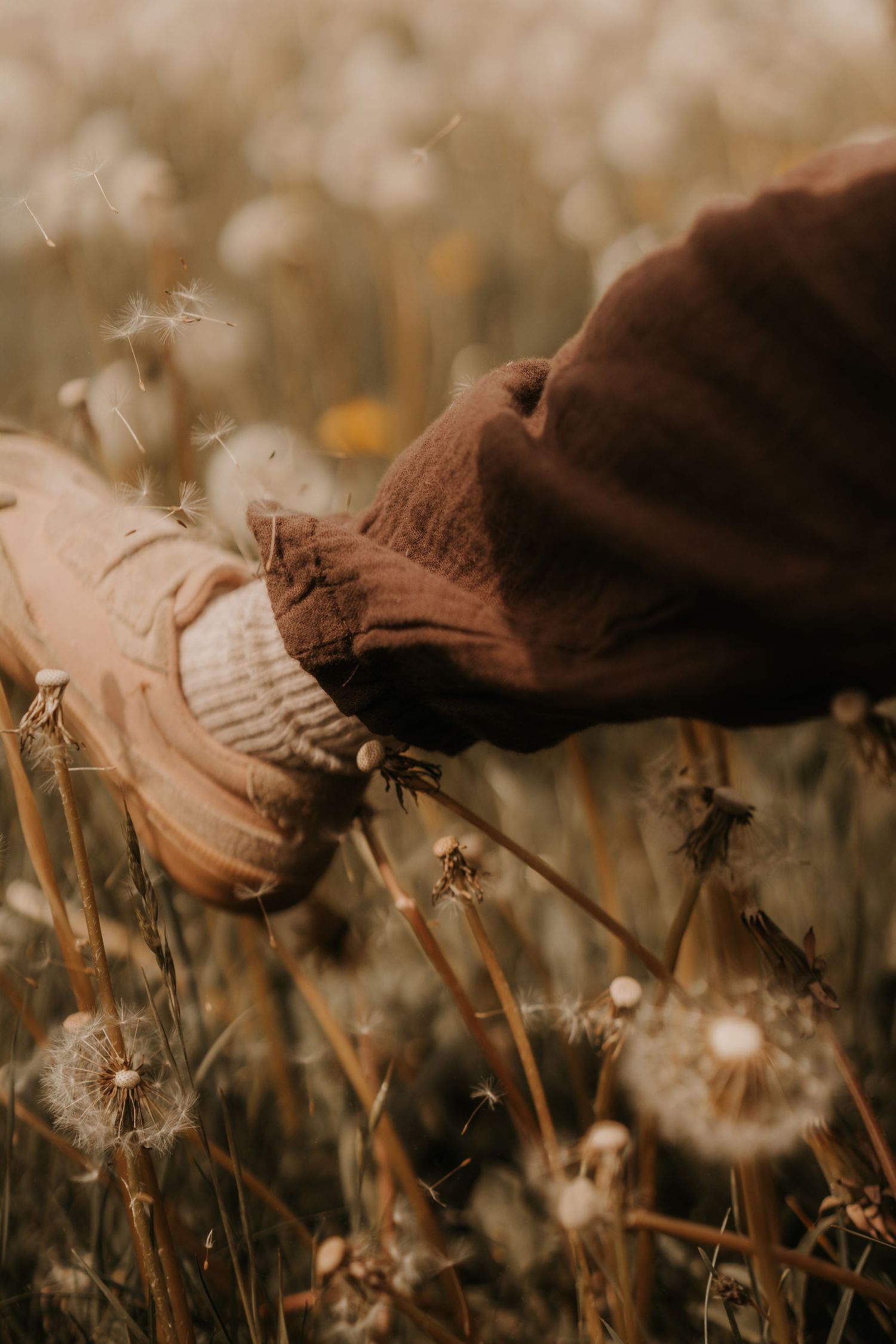 Child’s foot brushes through dandelions in a golden field during a natural storytelling photoshoot in a wildflower field