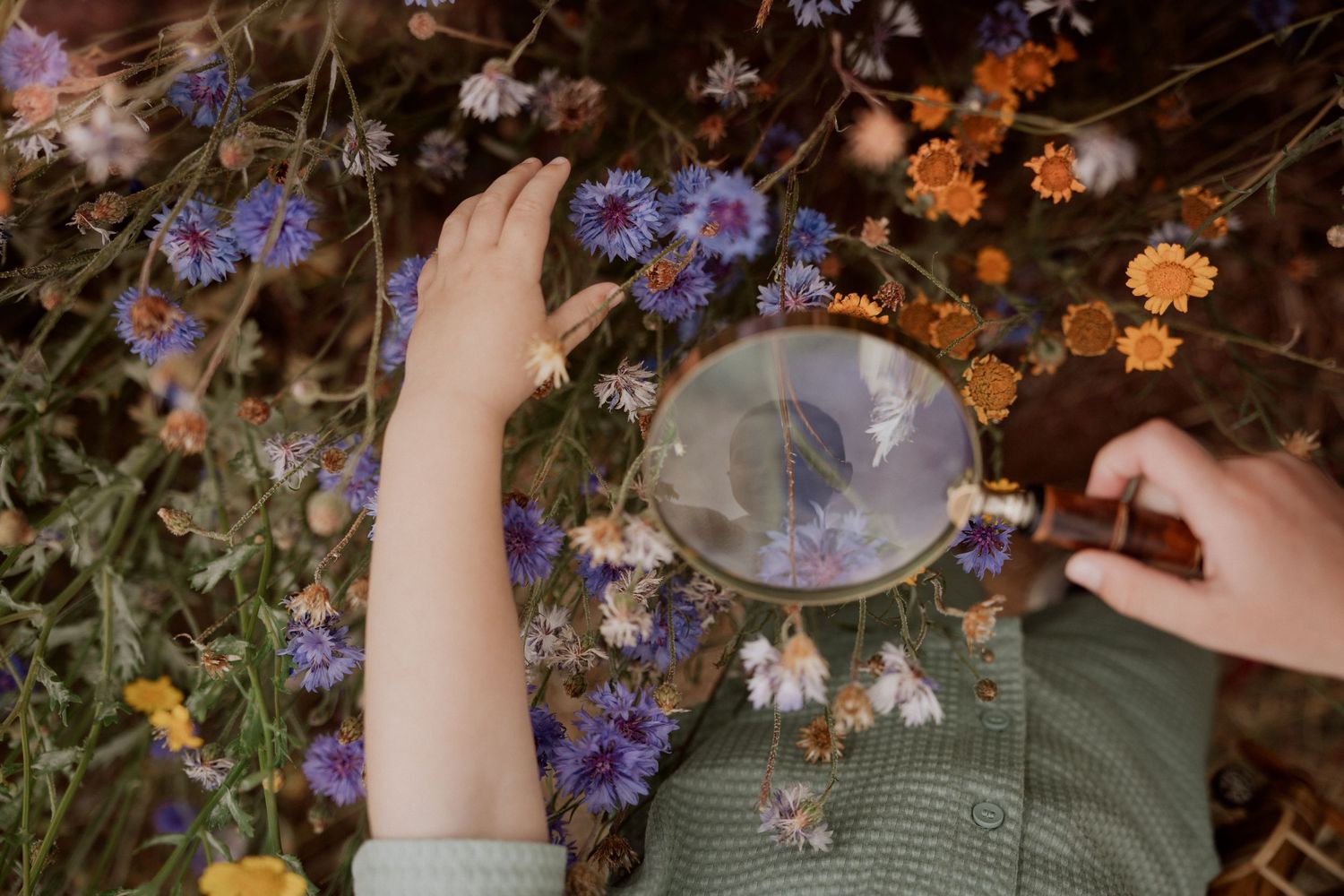 Childhood curiosity captured as hands explore wildflowers through a magnifying glass, slow and unposed.