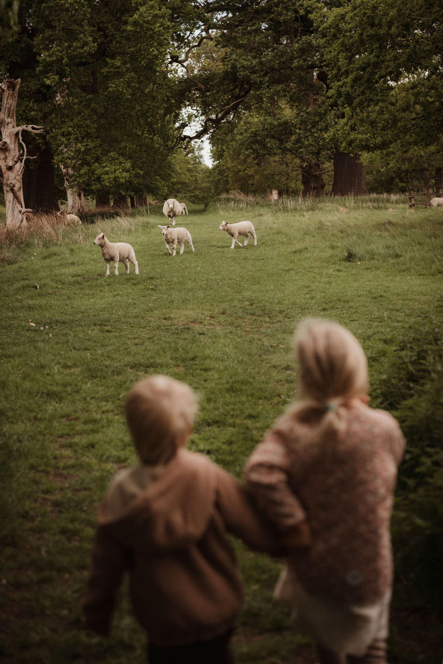 Two children run toward a field of sheep during a countryside storytelling photoshoot in the Midlands.