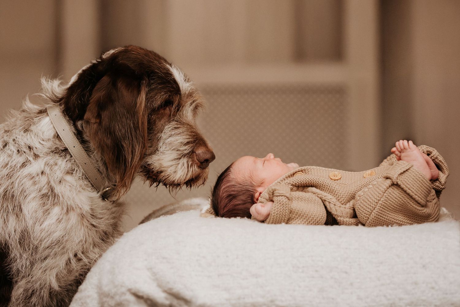 Family dog sniffing a newborn resting on a bed during an in-home lifestyle newborn photography session.