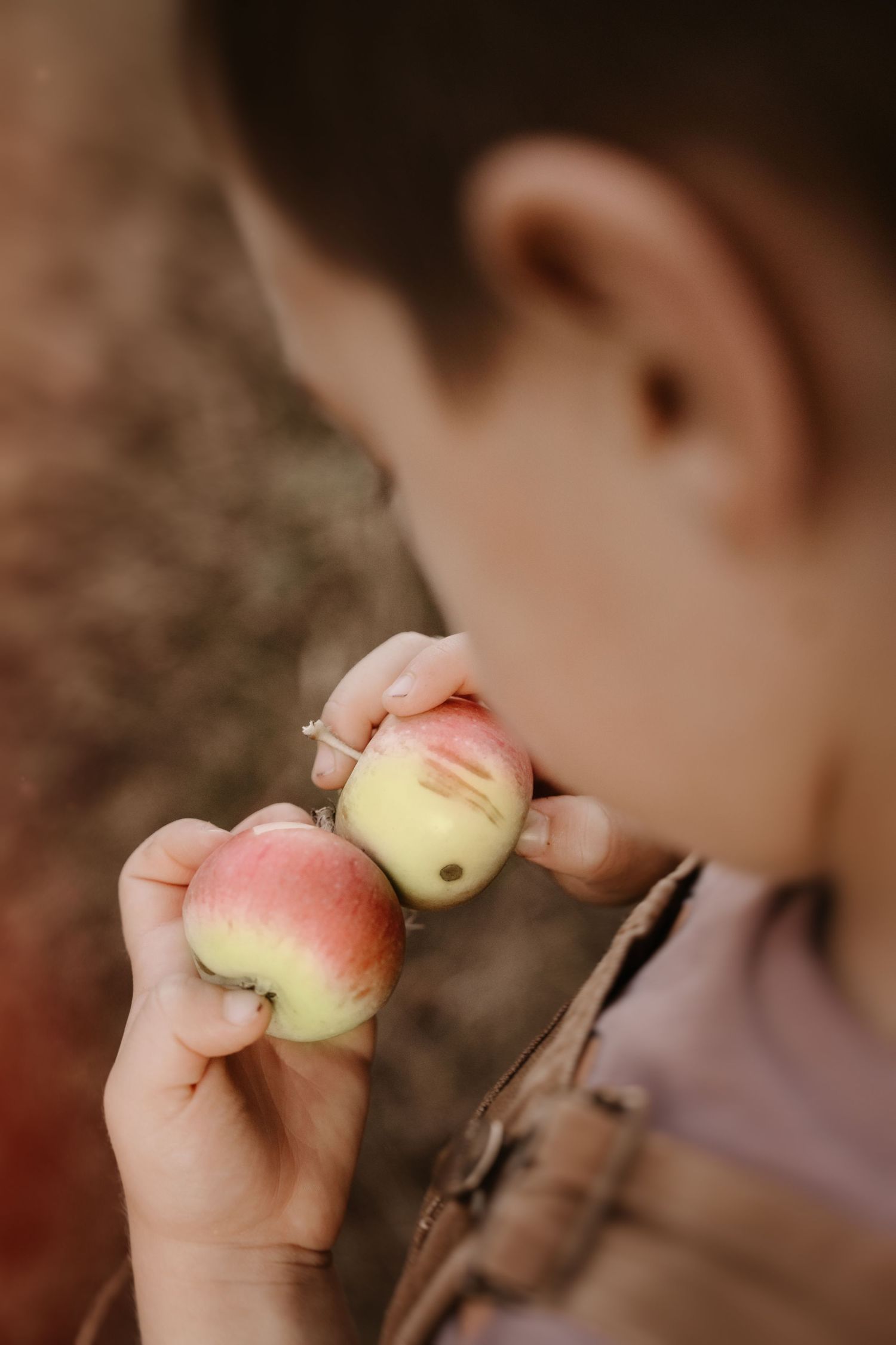 Little one admiring apples freshly picked from the orchard – autumn storytelling photography in Ashby.