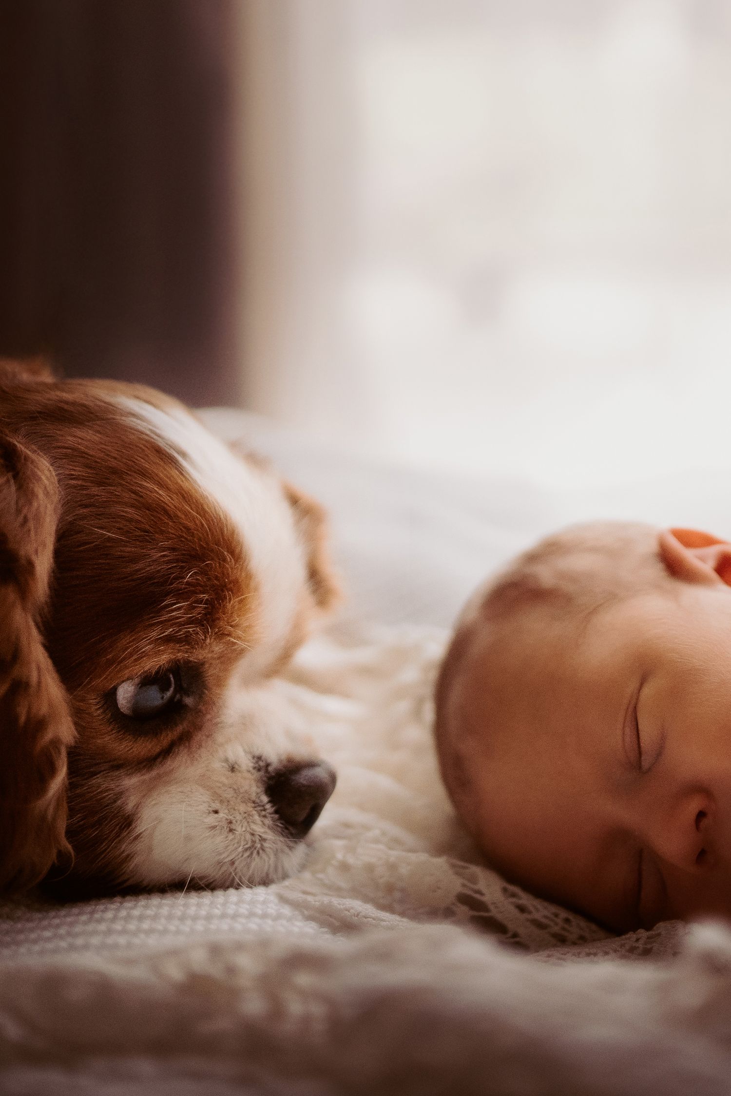 Family dog lying beside a sleeping newborn during a quiet in-home documentary newborn photoshoot.