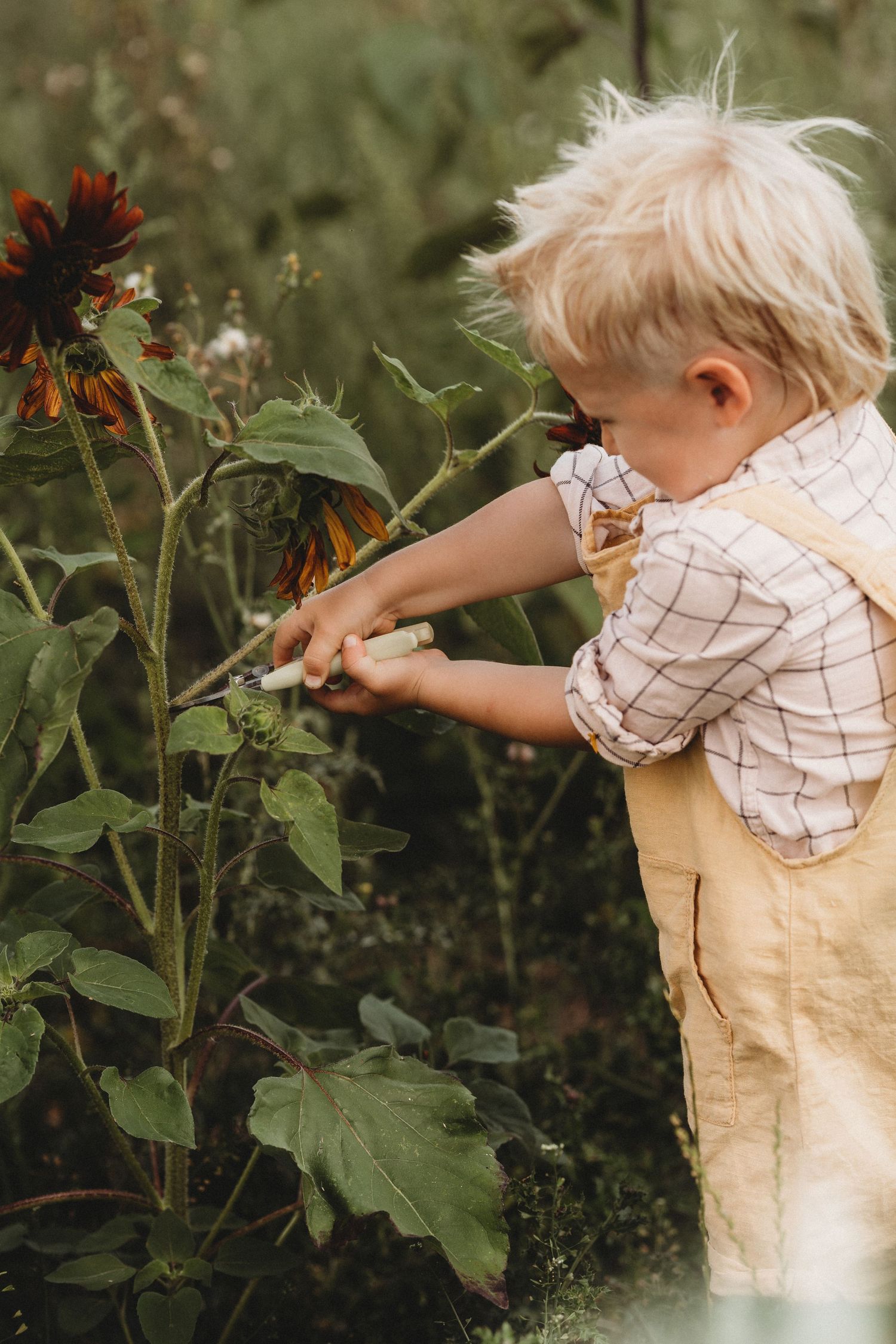 Little boy explores the garden and touches tall flowers during a natural childhood wildflower photoshoot outdoors
