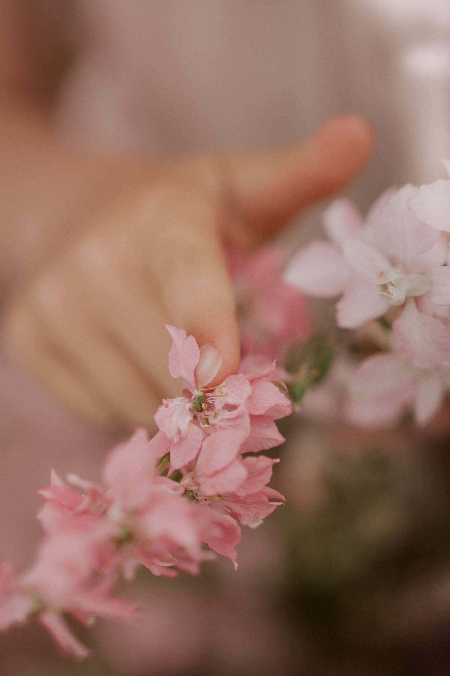 a close up of a finger touching a delphinium flower in full bloom during Confetti Delphinium Field Photoshoot