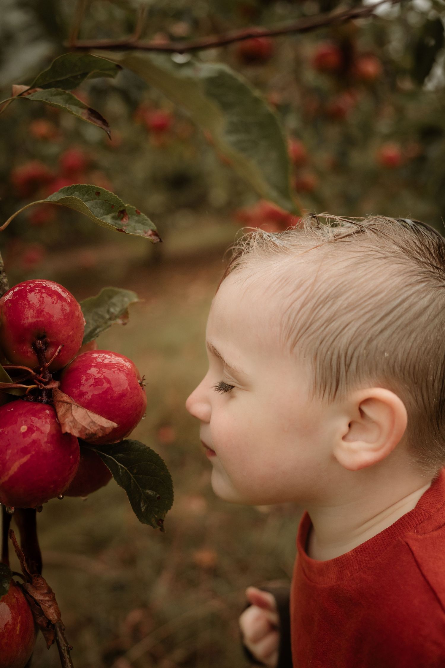 Toddler explores the orchard, smelling apples during an autumn storytelling shoot in Elford