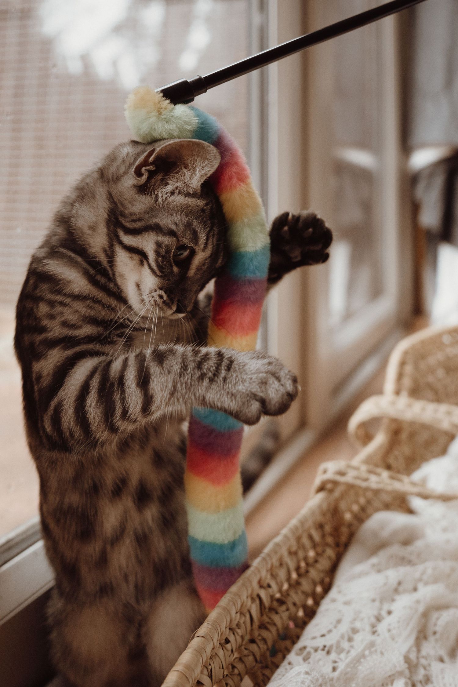 Family cat playing by a window beside a newborn basket during a quiet in-home documentary newborn photoshoot.