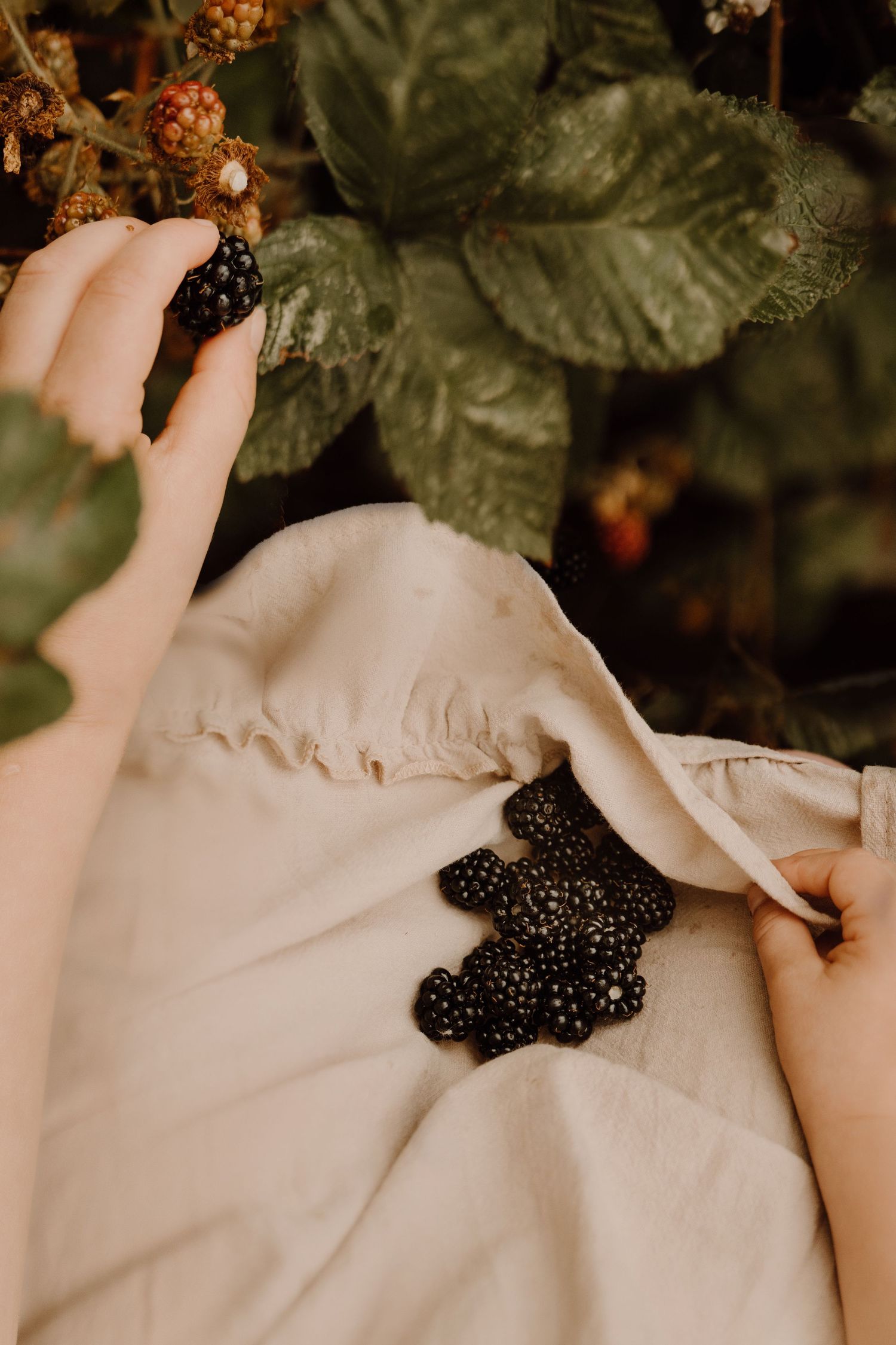 Child’s hand holds freshly picked blackberries during a natural outdoor storytelling photoshoot in Burton on Trent