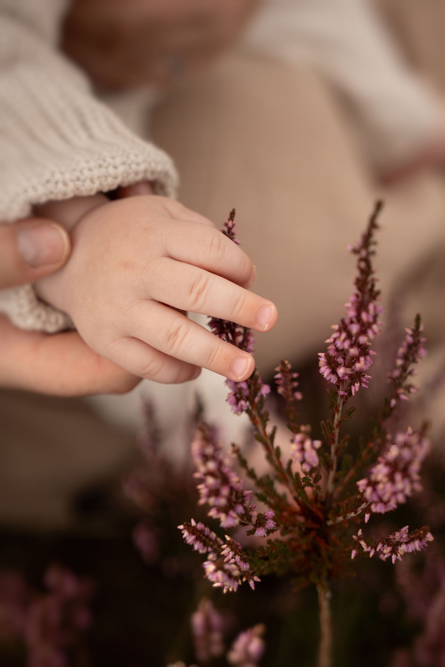 Curious baby hand reaching for pink heather – soft, poetic family storytelling in natural light.