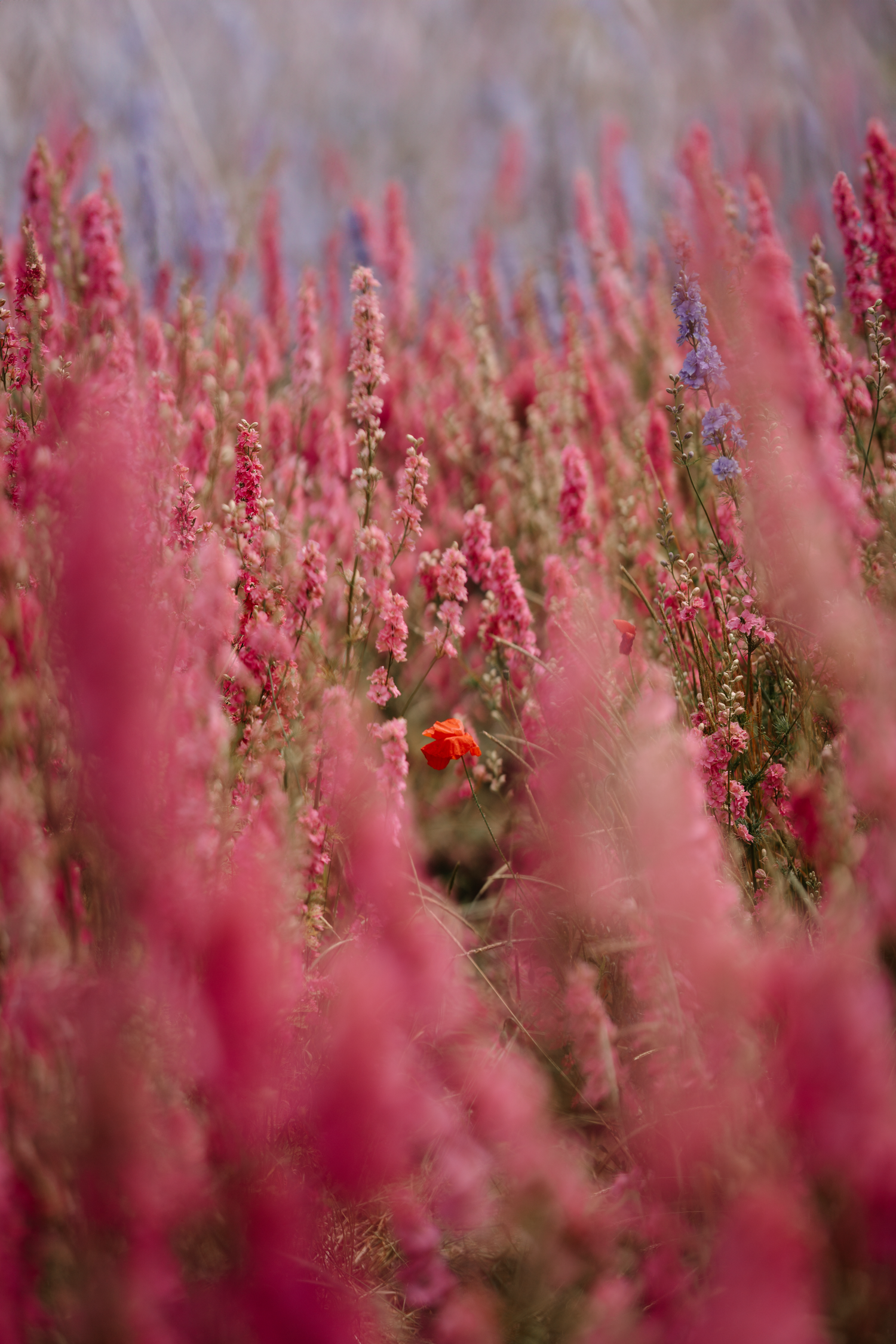 a single poppy flower found in delphinium field during Shropshire Petals photoshoots