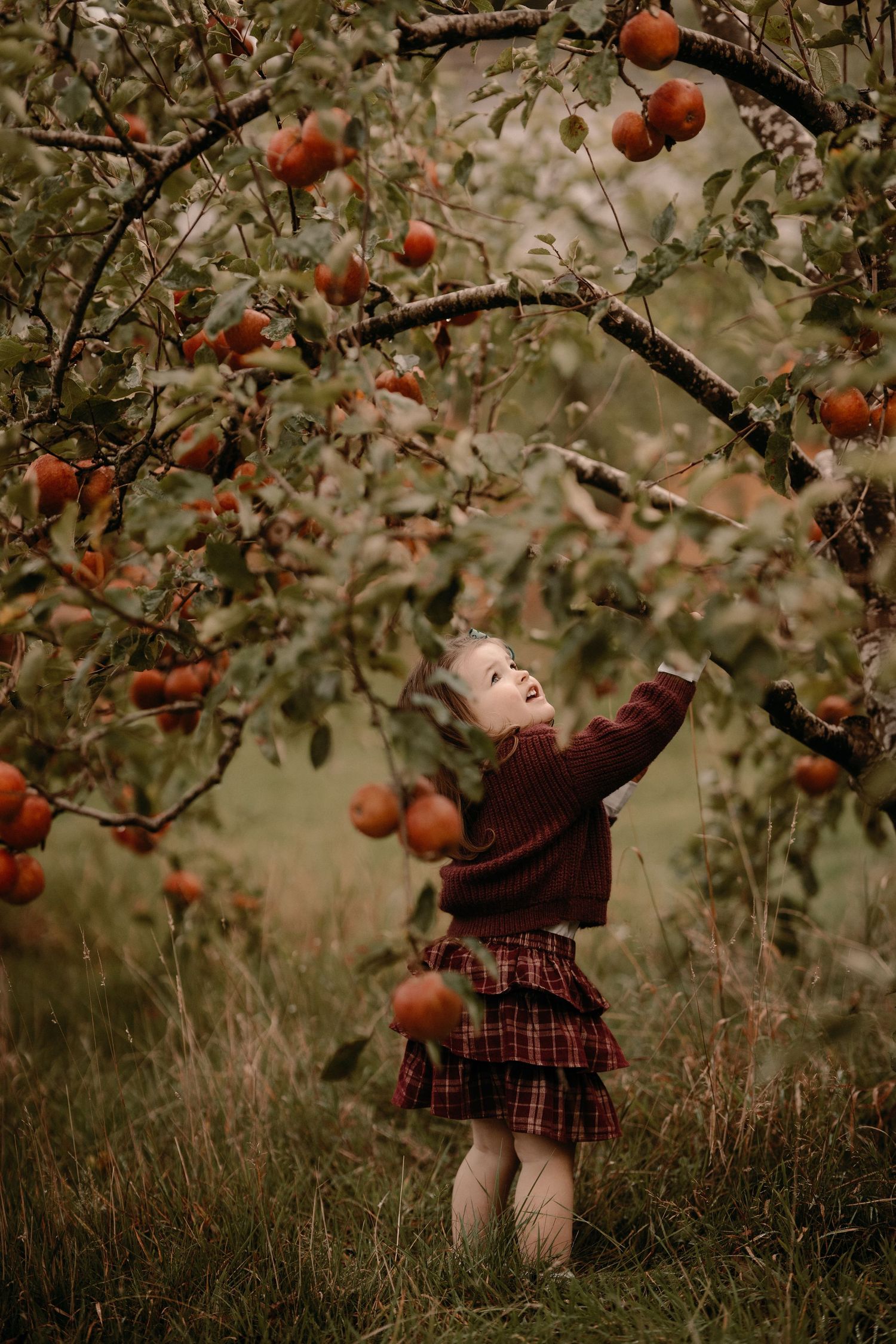 Toddler reaches up to pick apples under golden leaves during an orchard family session in Elford