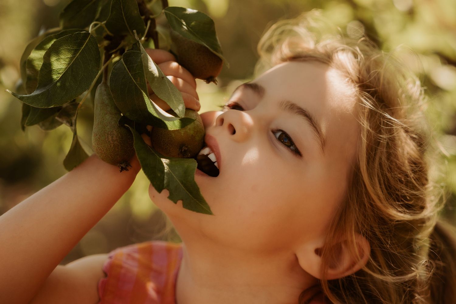 Girl reaches up to pick a pear from a tree during a golden-hour outdoor family photography session In Melbourne