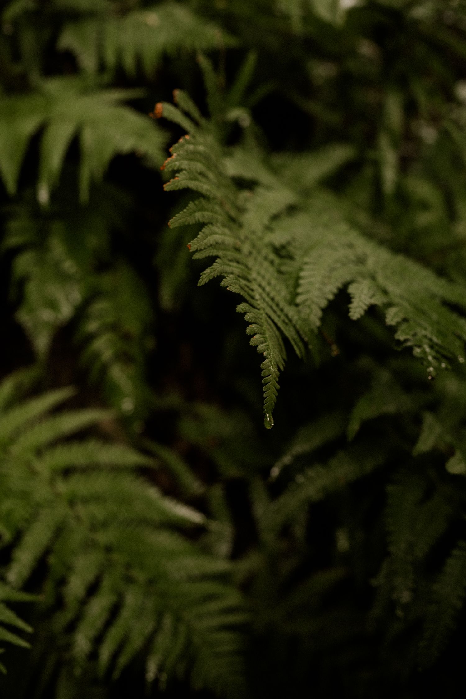 ferns