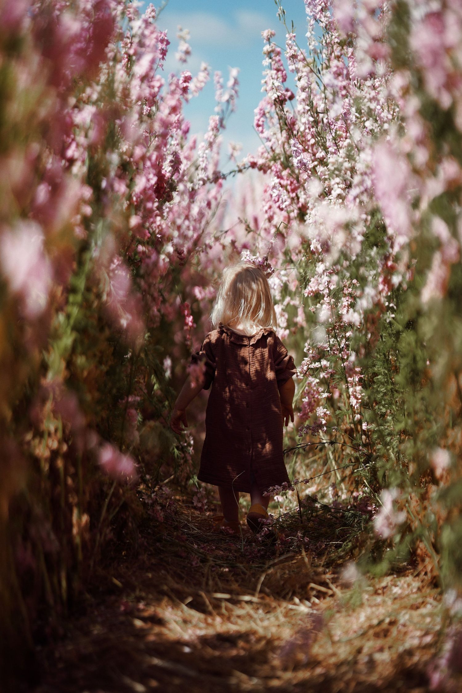 a little girl walking through delphinium field during a confetti field photoshoot