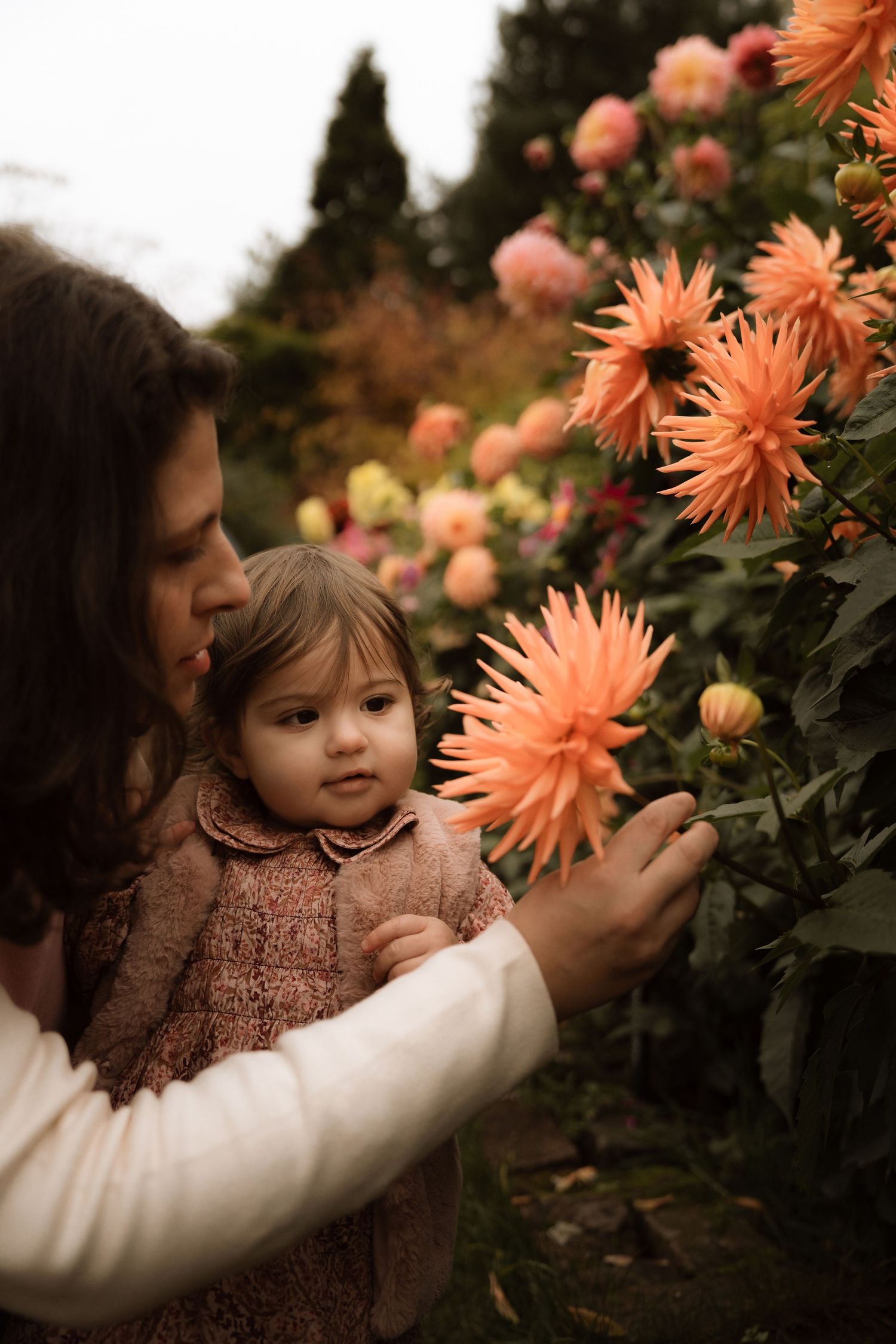 Toddler explores bright dahlias as her mother leans close during a garden family session.