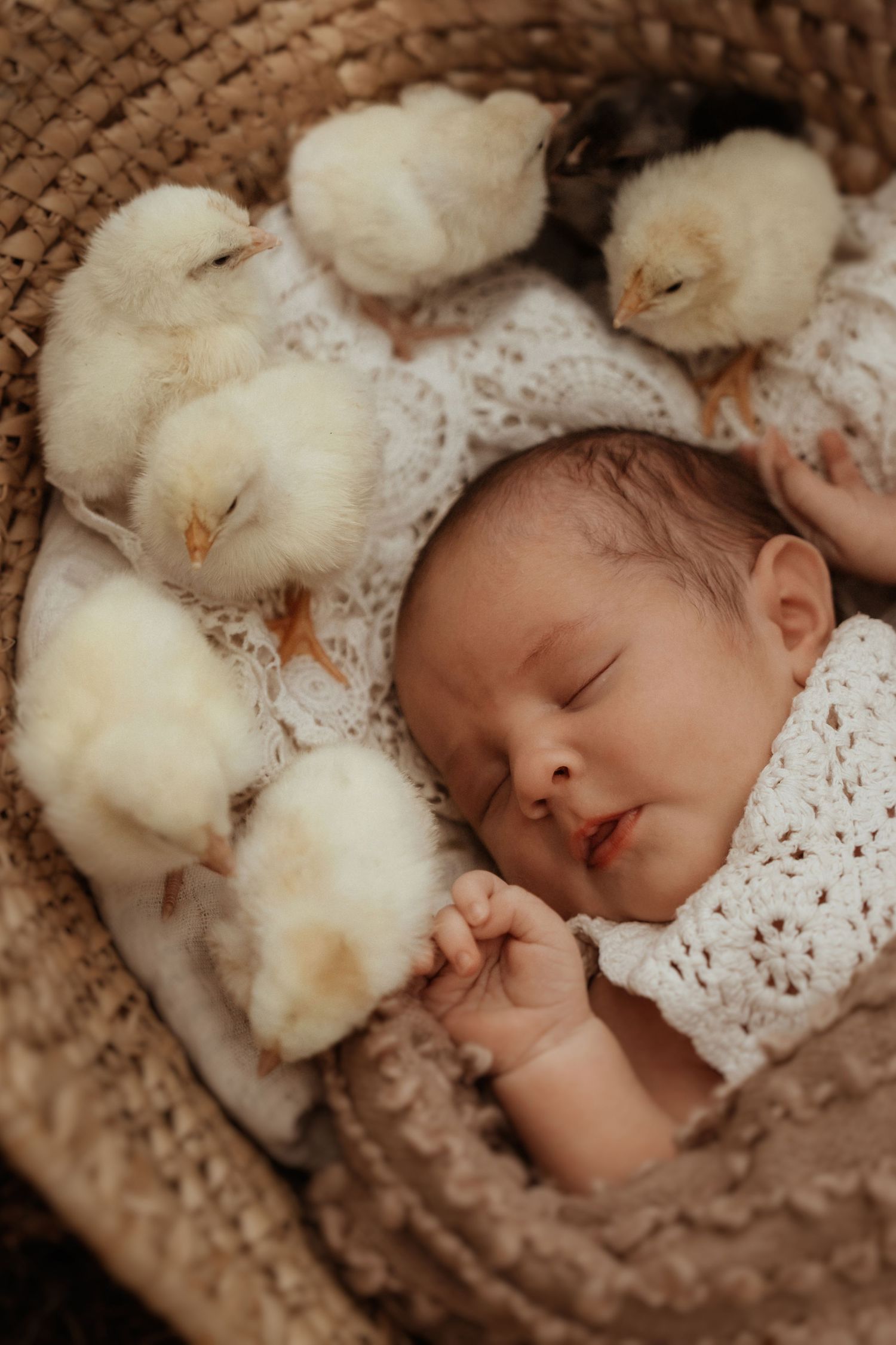 Newborn sleeping in a basket surrounded by fluffy chicks, photographed in a cozy natural style for newborn lifestyle photography.
