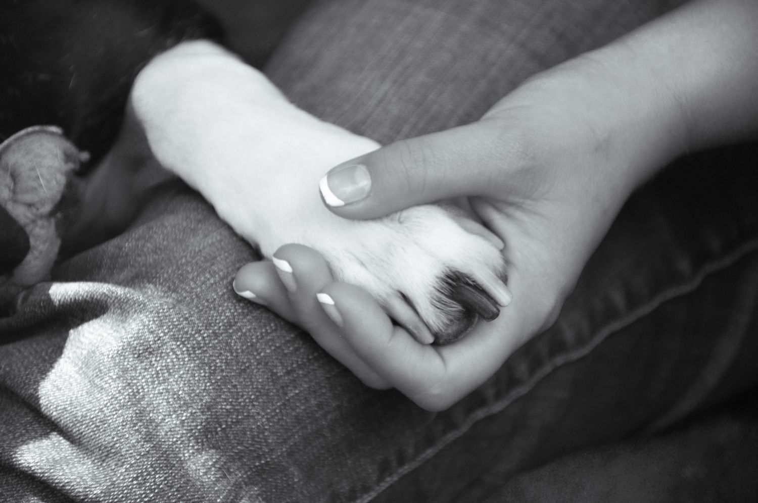 Senior Pet Portrait in black and white of dog's paw in owner's hand