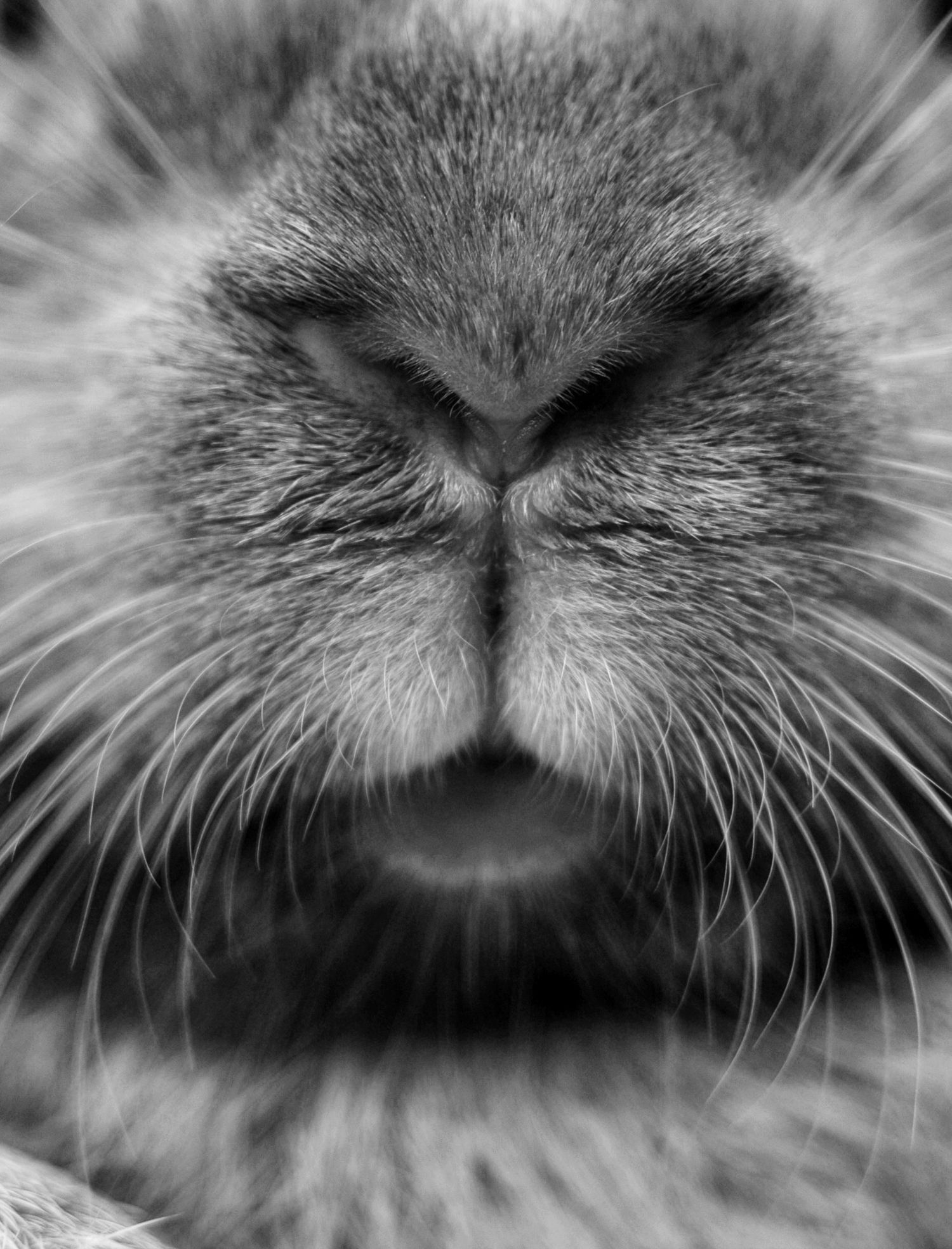 Close up of a bunny's nose, mouth and whiskers, pet photography for small animals