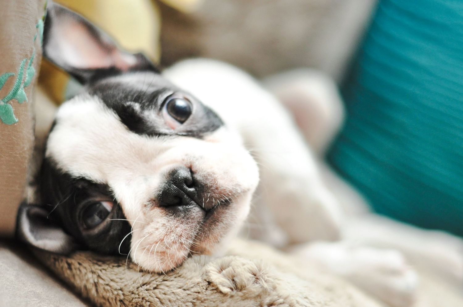 Pet Photography of a Boston Terrier Puppy