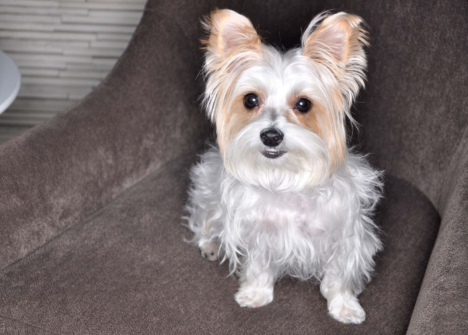 Lifestyle Pet Photography