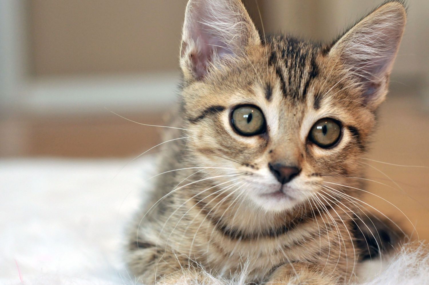 Pet Photography Close Up of a rescue tabby kitten