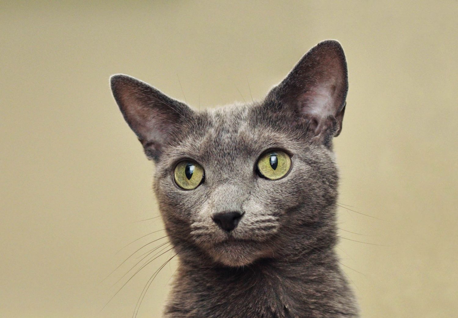 Cat Pet Photography, Cat Headshot