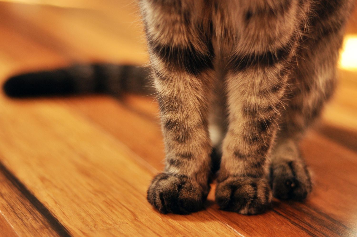 close up pet photography details of tabby cat's paws